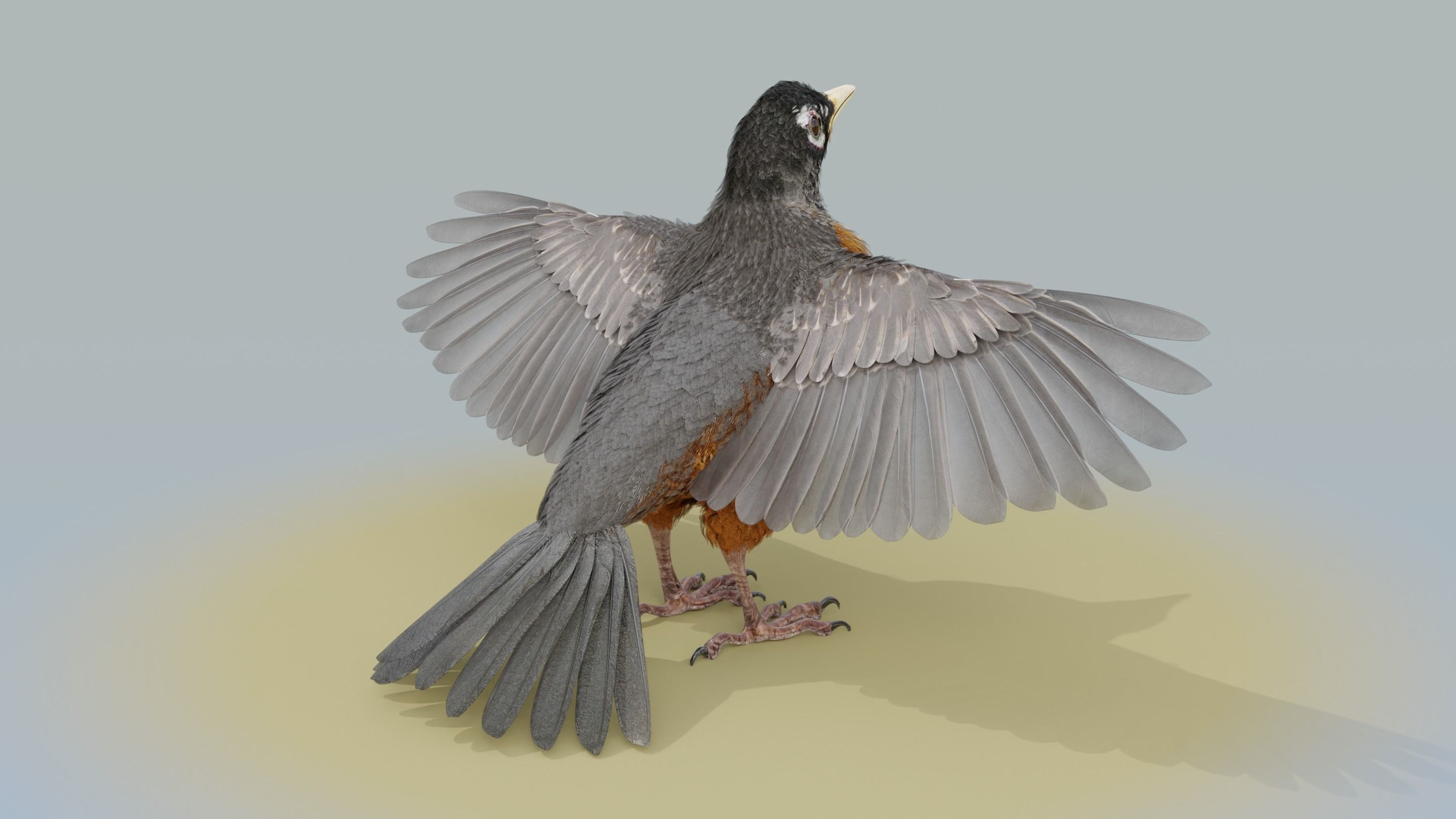 American Robin - Blender 3D model_23