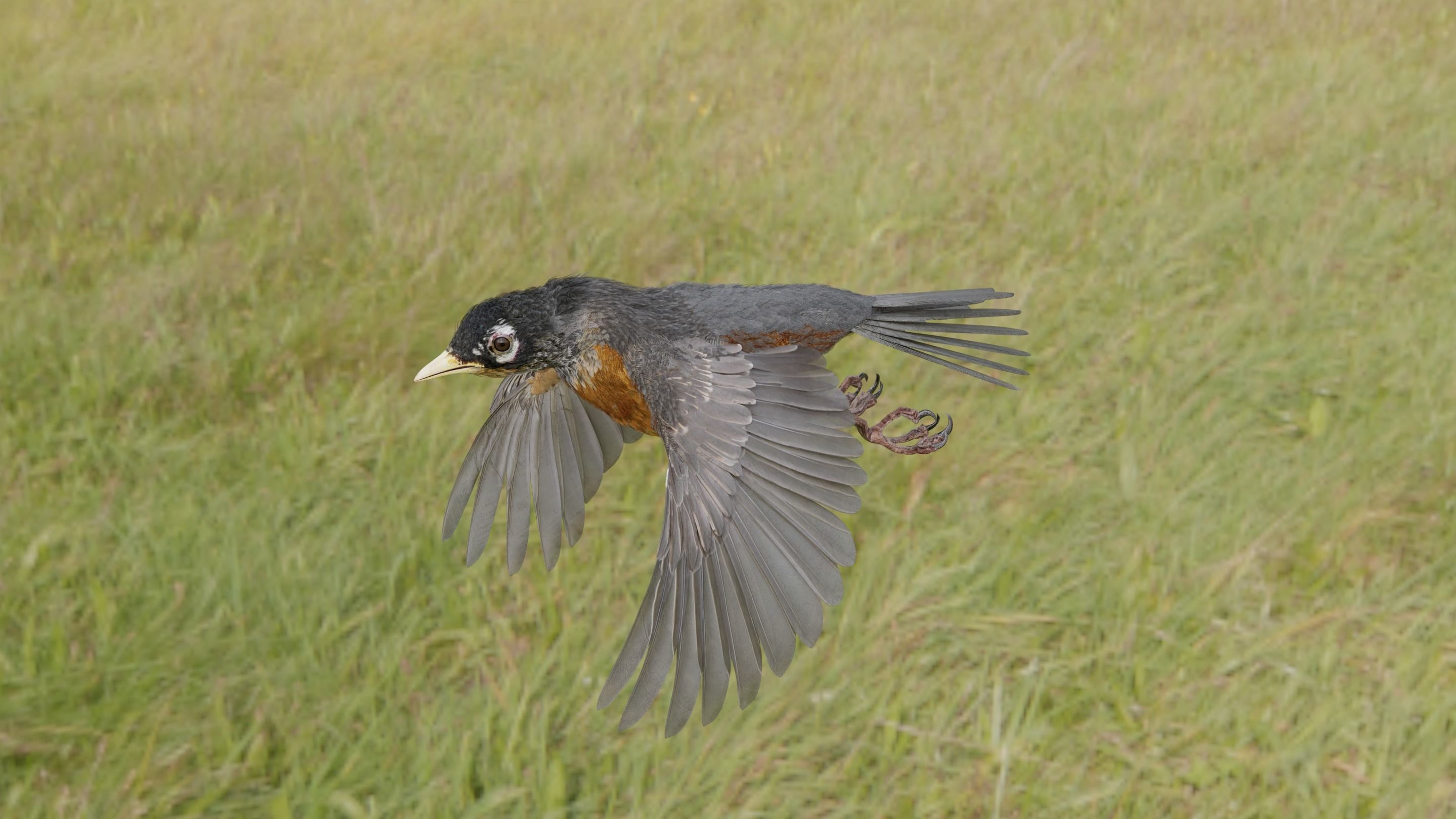 American Robin - Blender 3D model_18
