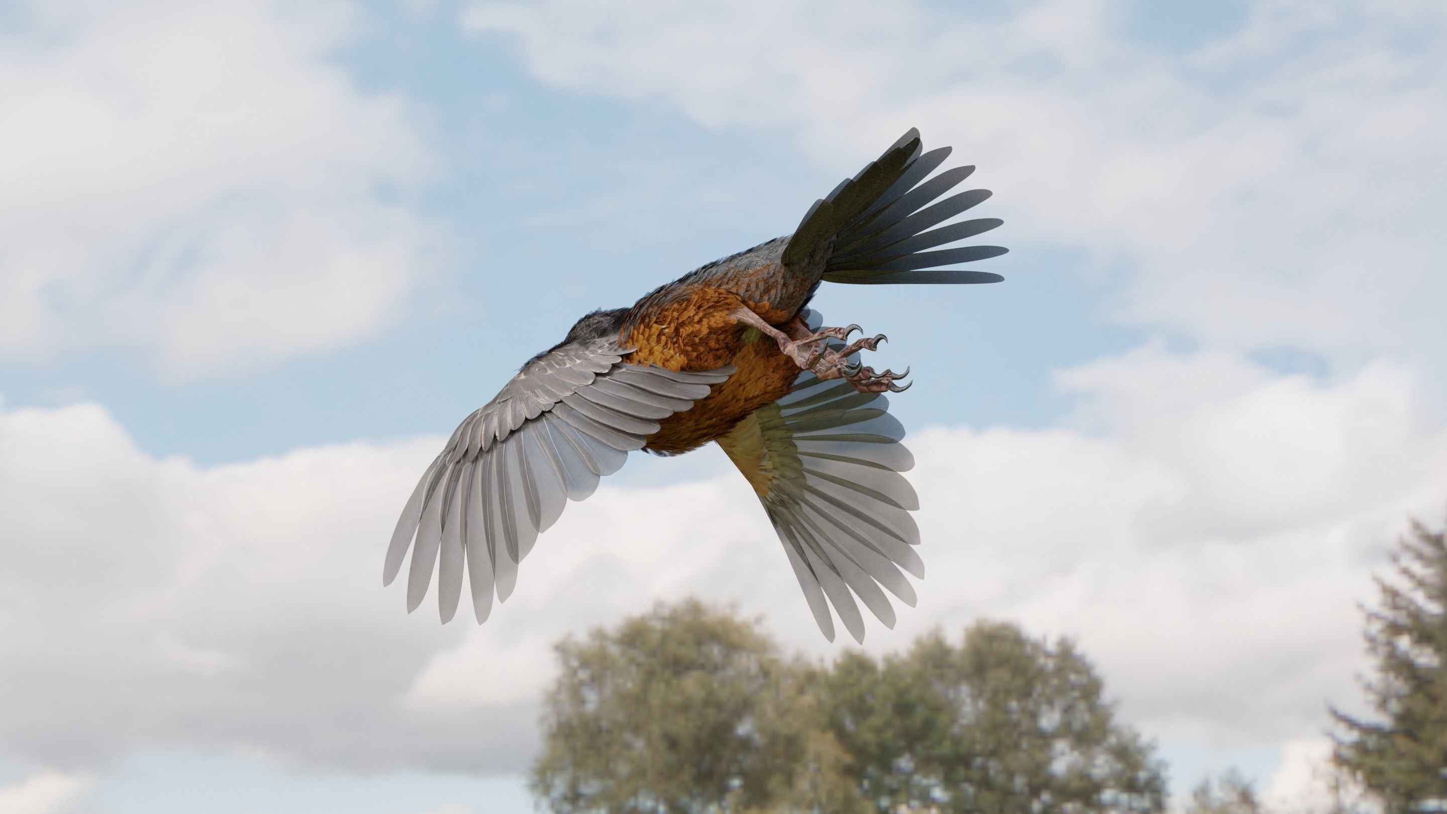 American Robin - Blender 3D model_16