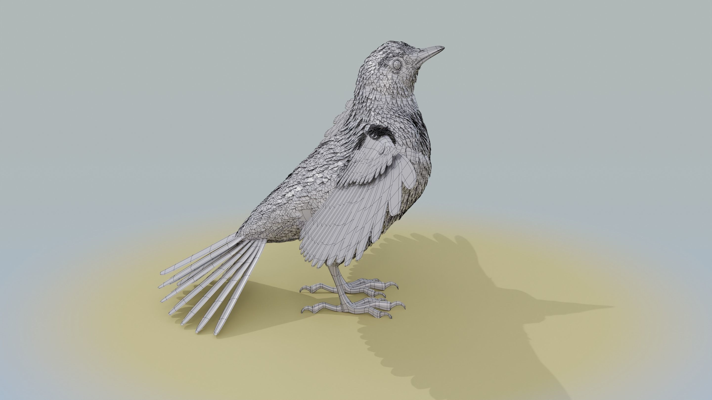 American Robin - Blender 3D model_22