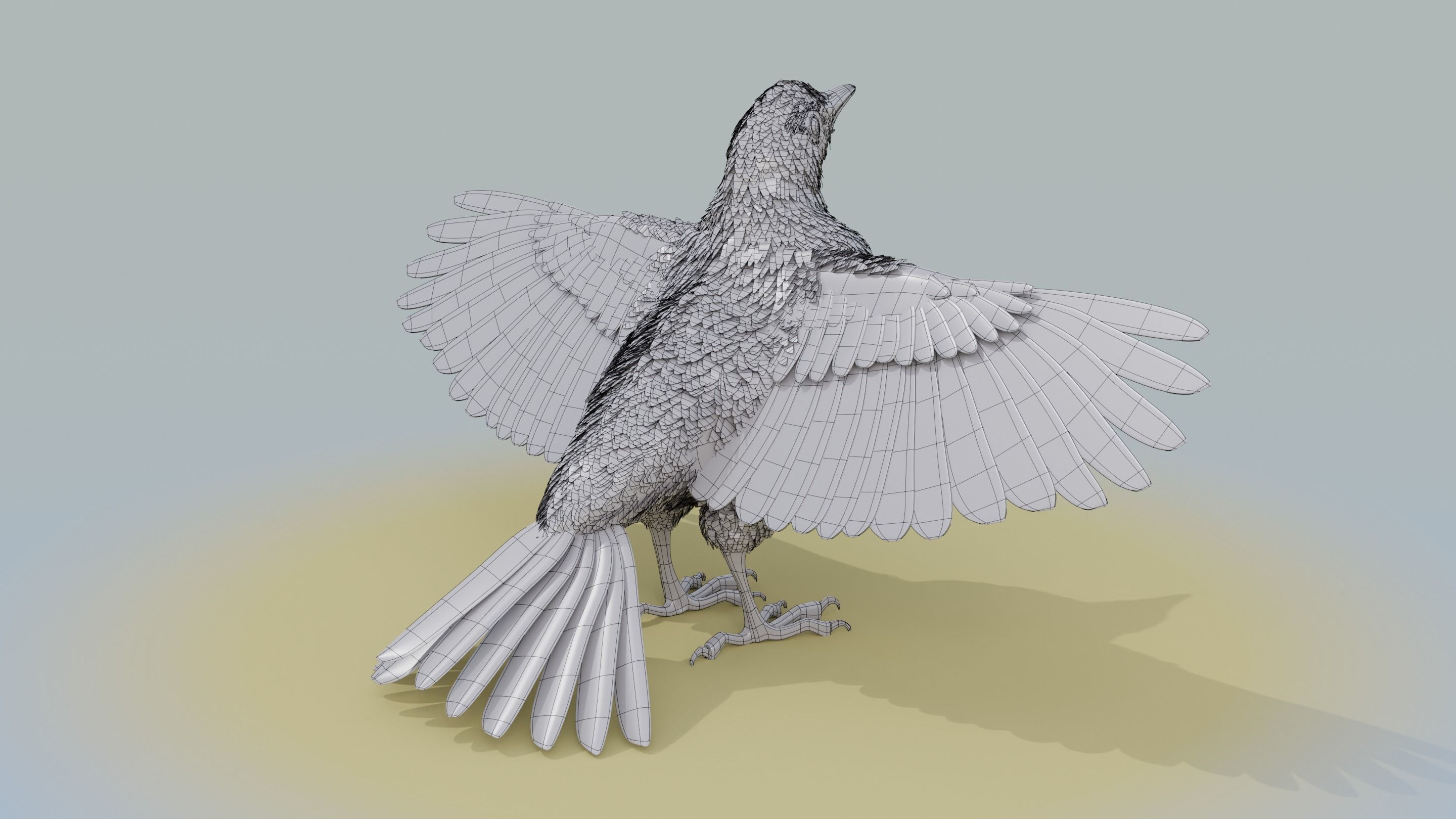 American Robin - Blender 3D model_24