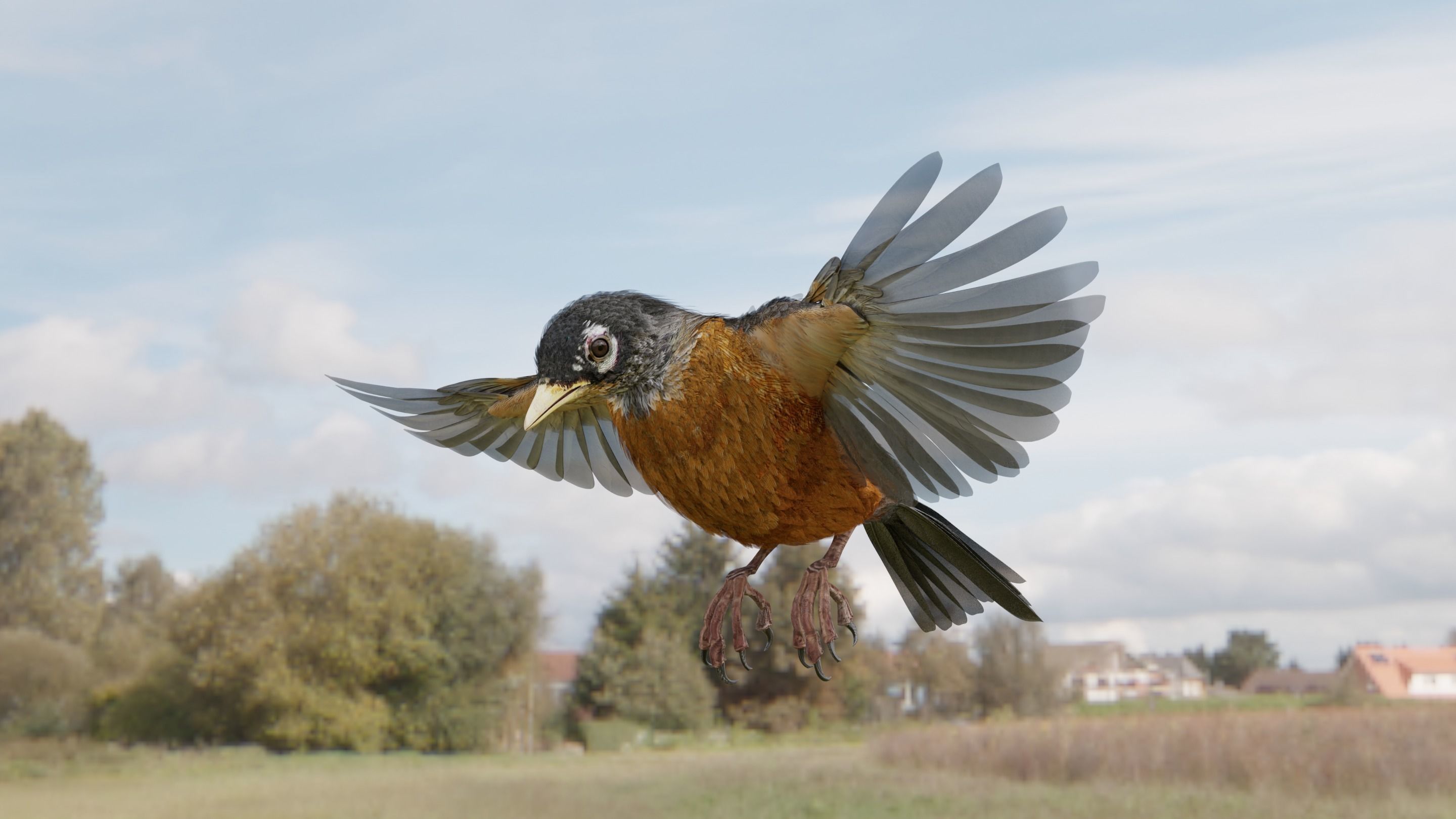 American Robin - Blender 3D model_7
