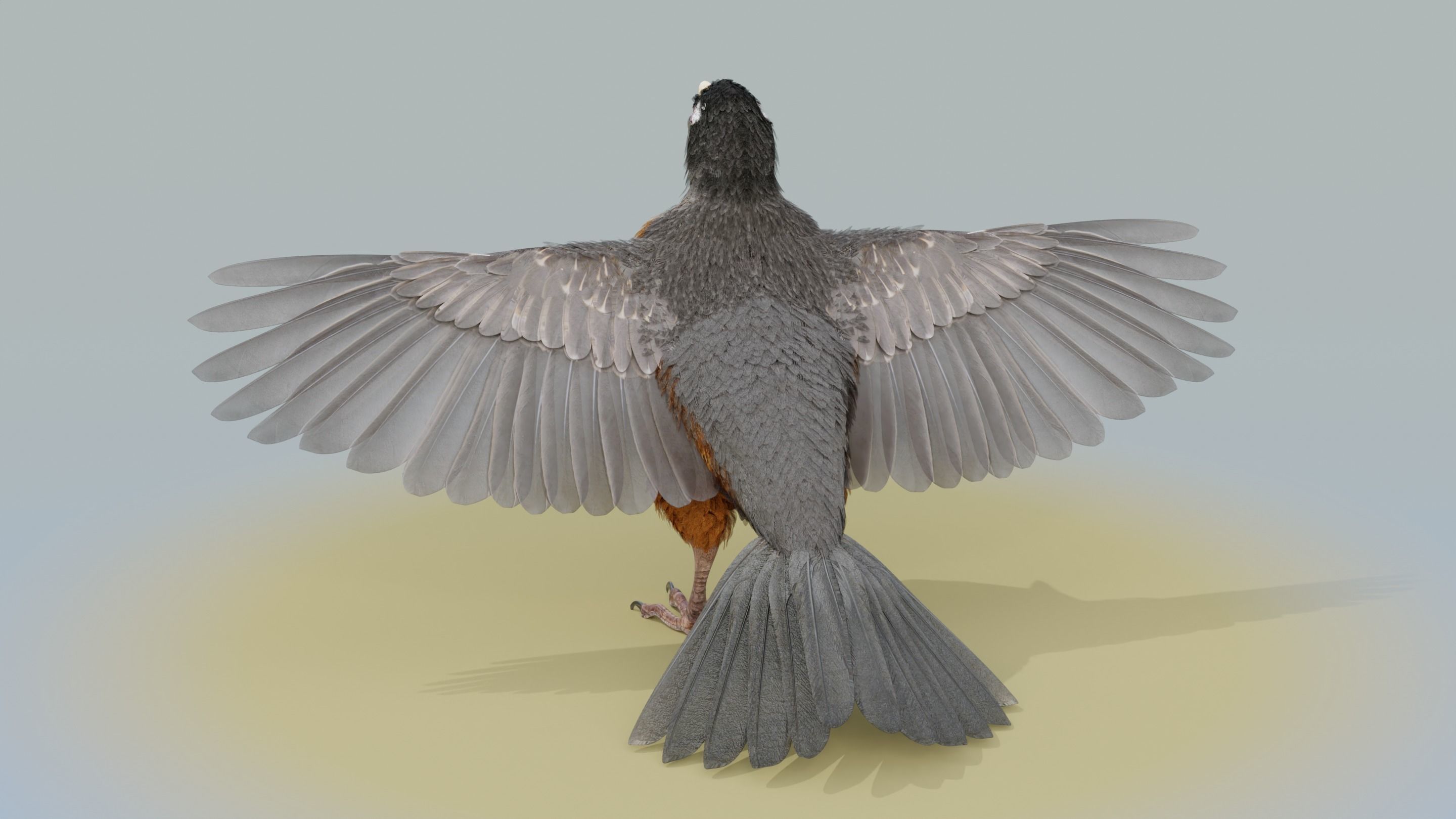 American Robin - Blender 3D model_25