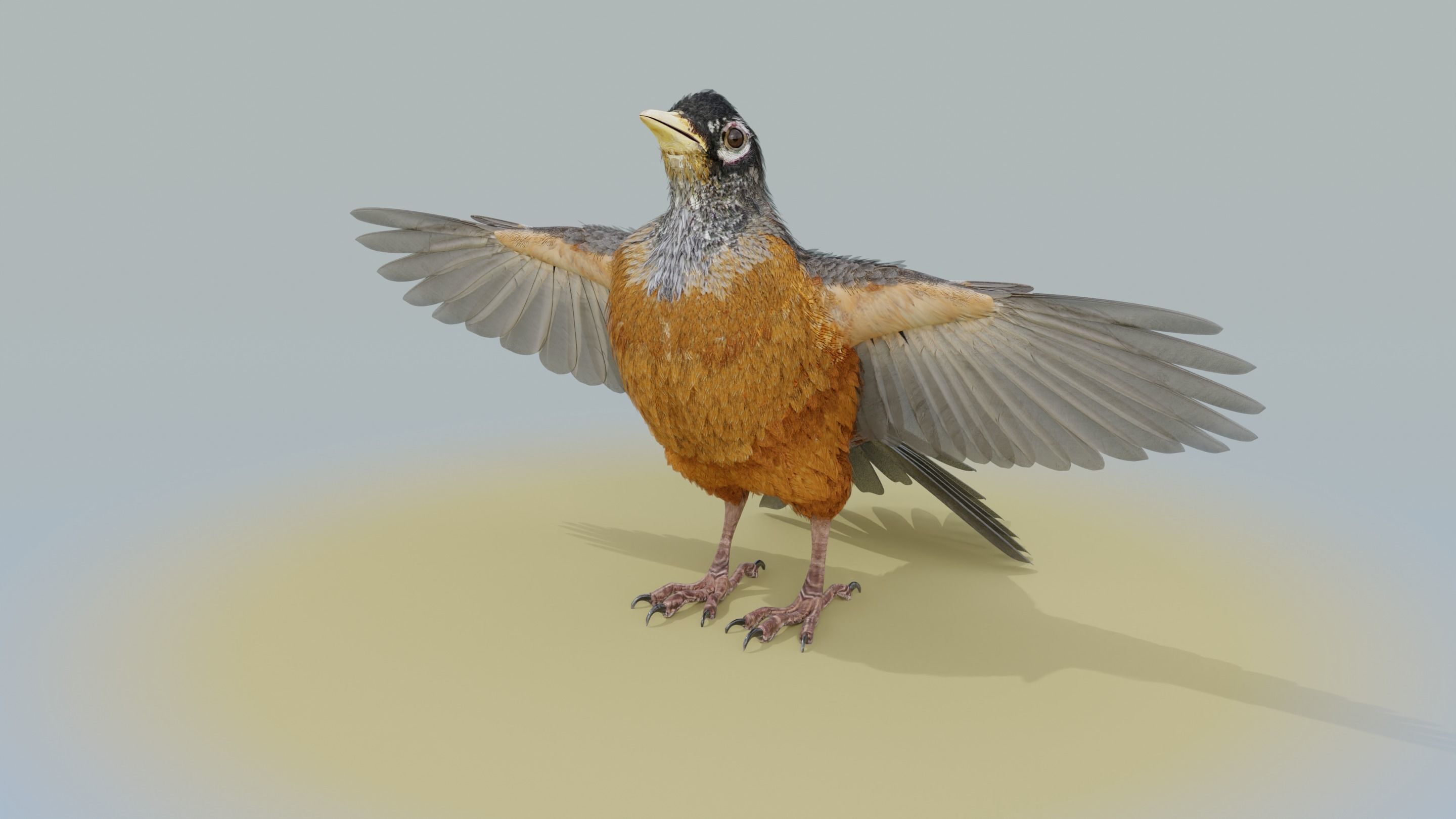 American Robin - Blender 3D model_19