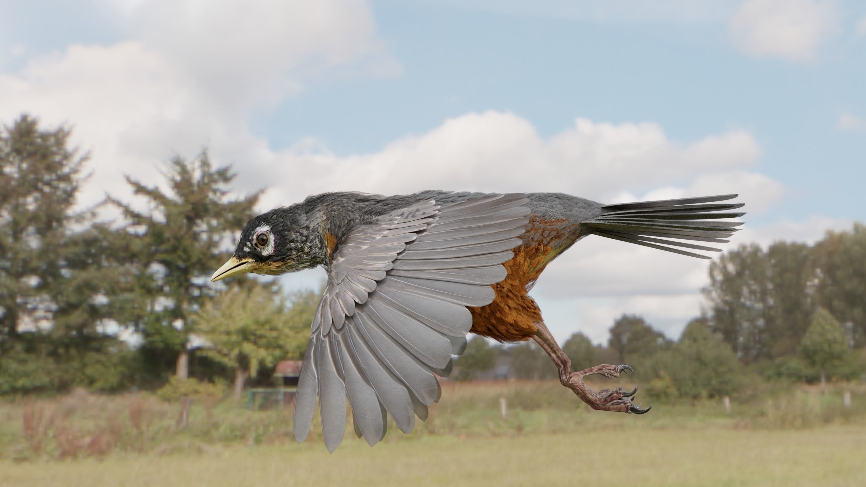 American Robin - Blender 3D model_14