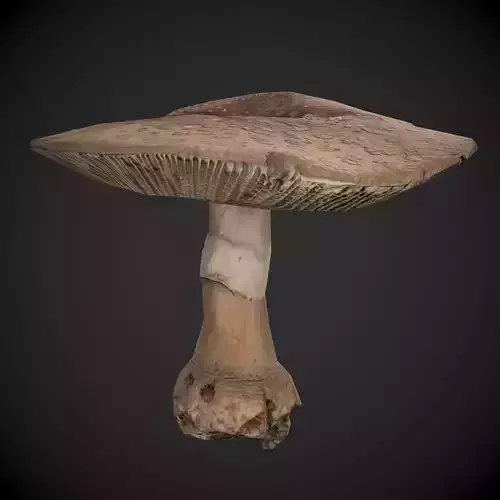 Blusher Mushroom Low-poly 3D model