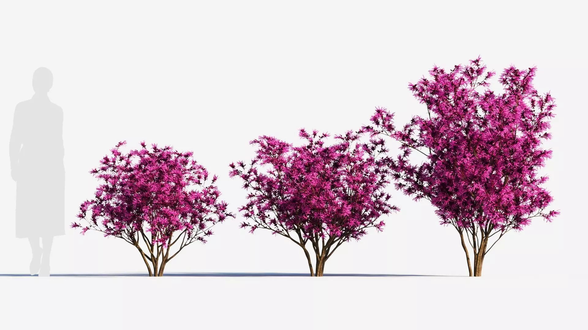 Loropetalum b 3D model_0