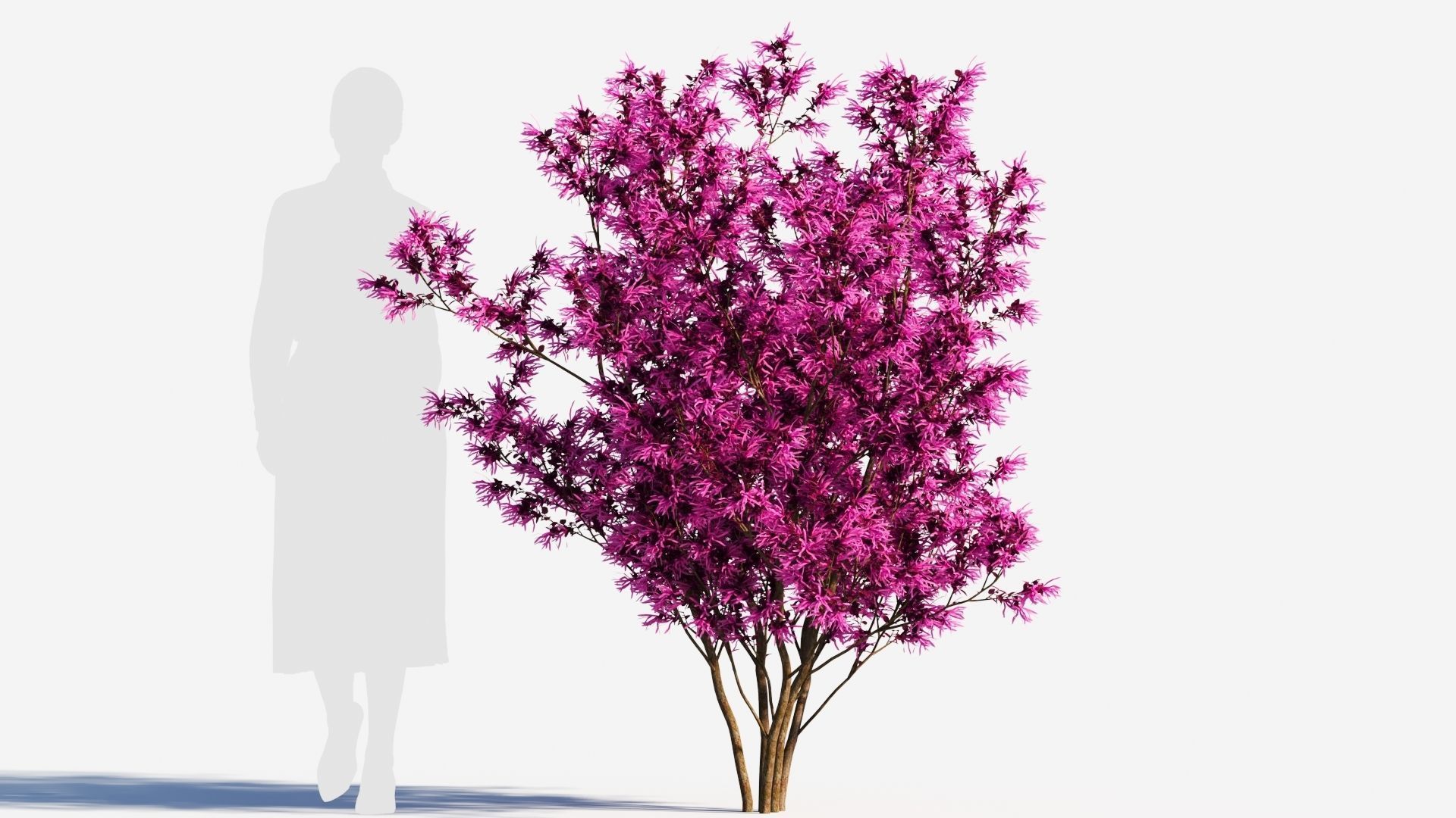 Loropetalum b 3D model_7