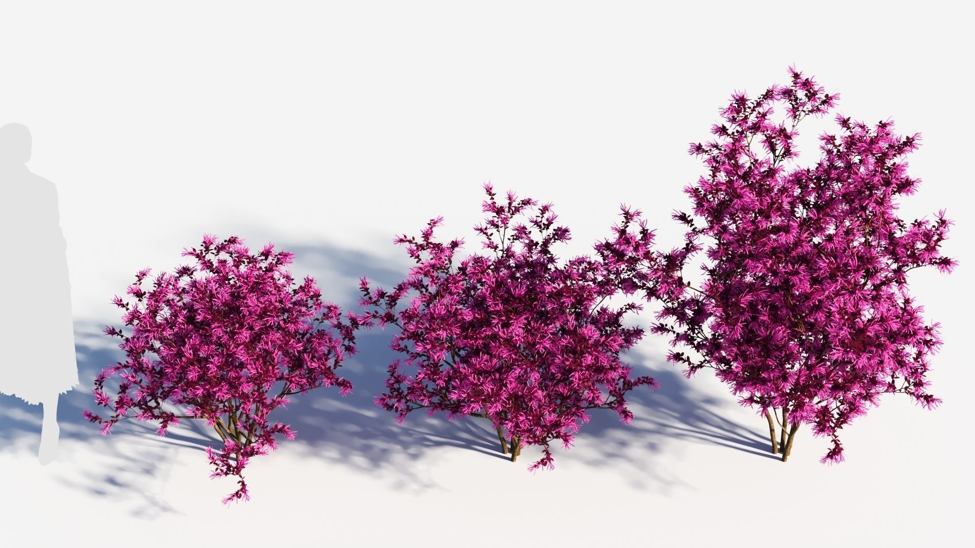 Loropetalum b 3D model_2