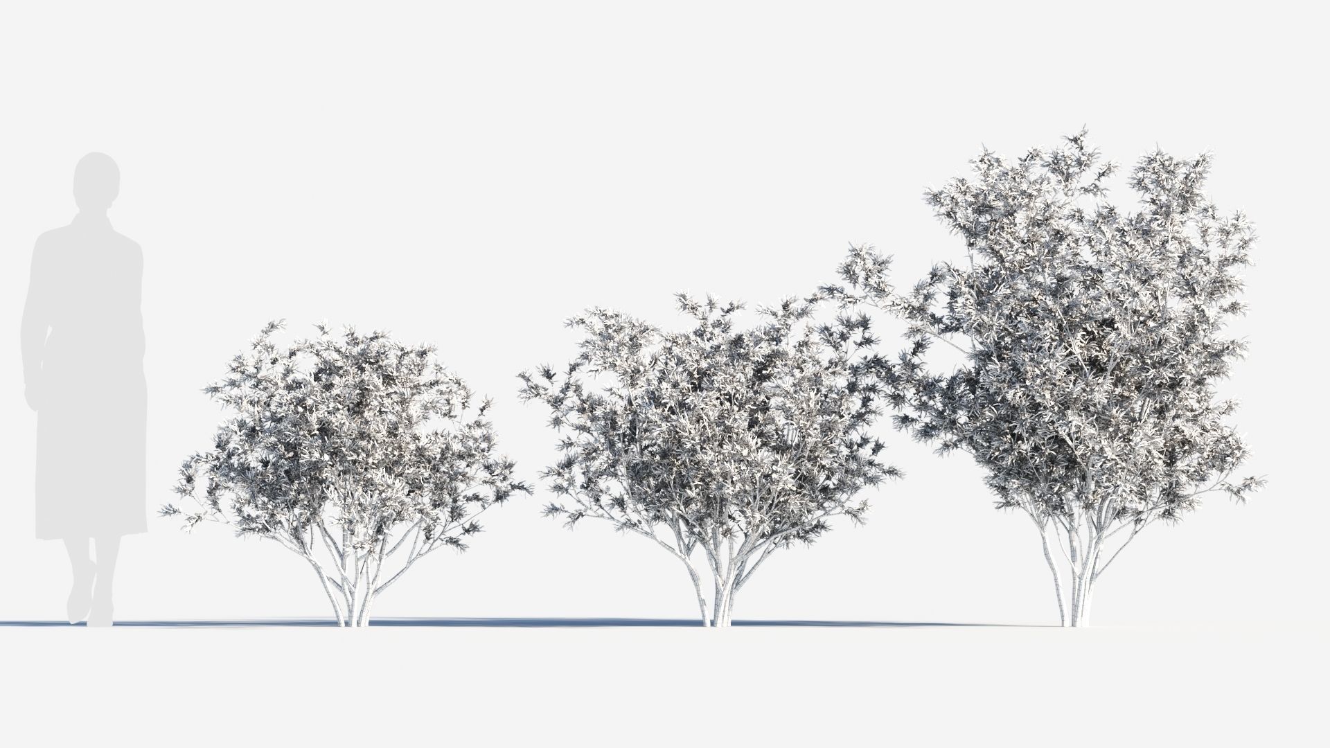 Loropetalum b 3D model_8