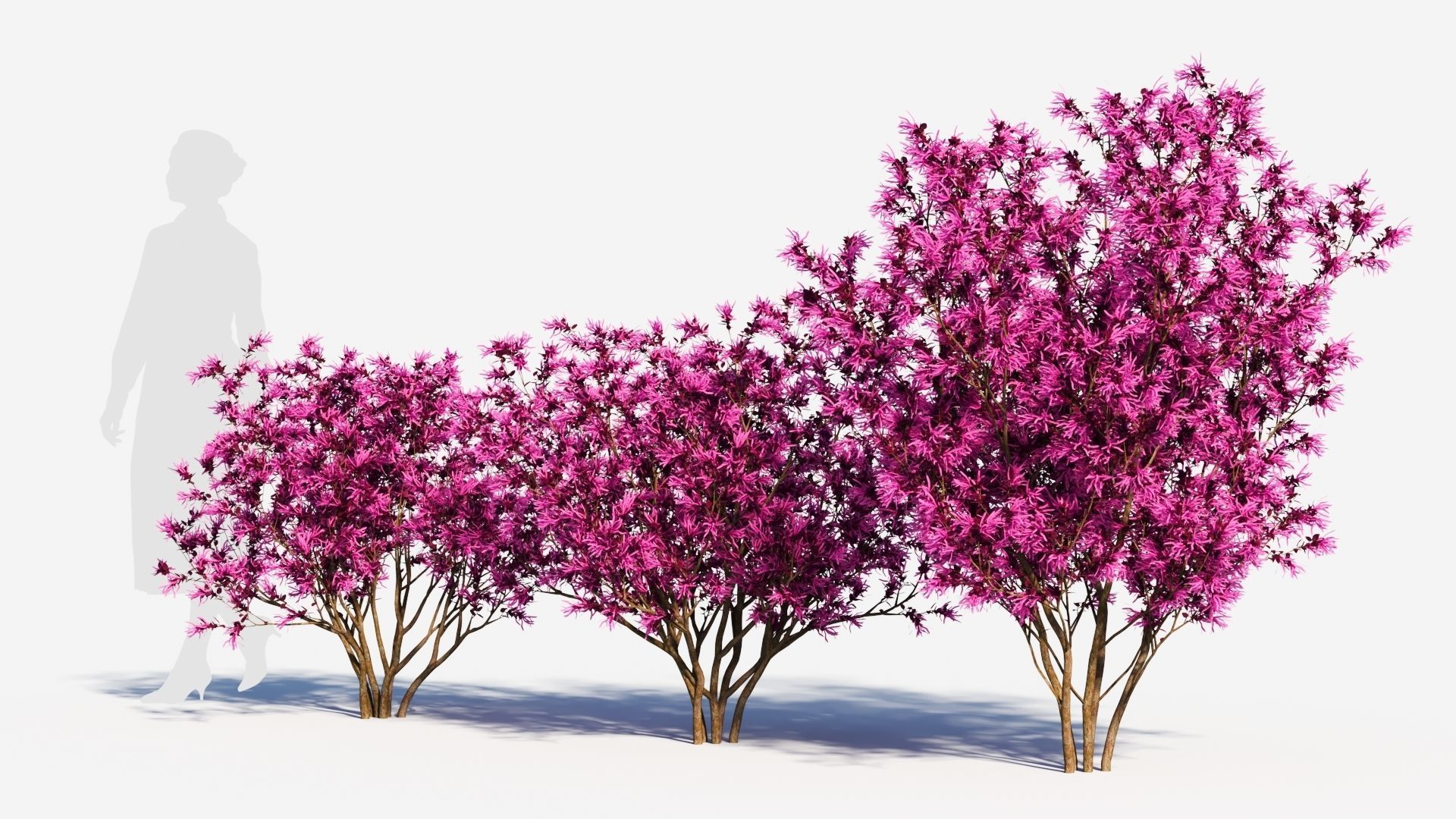 Loropetalum b 3D model_1