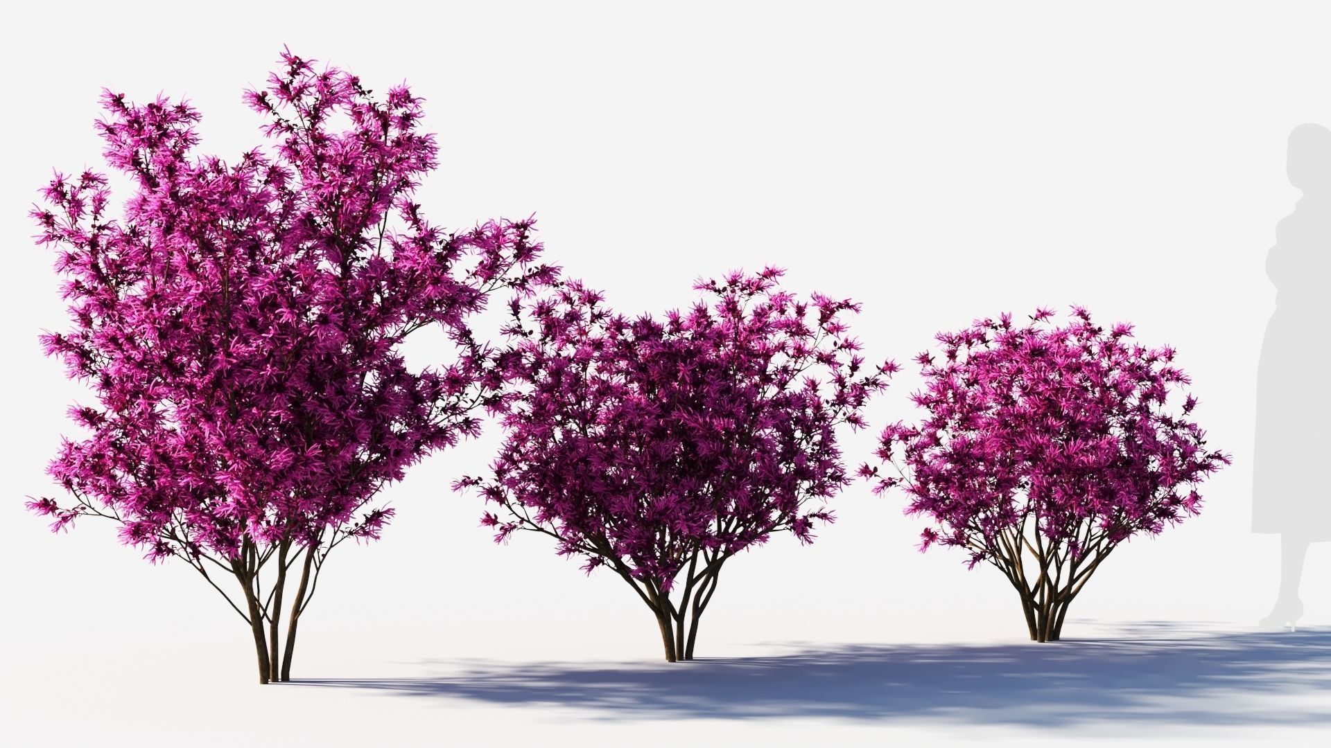 Loropetalum b 3D model_4