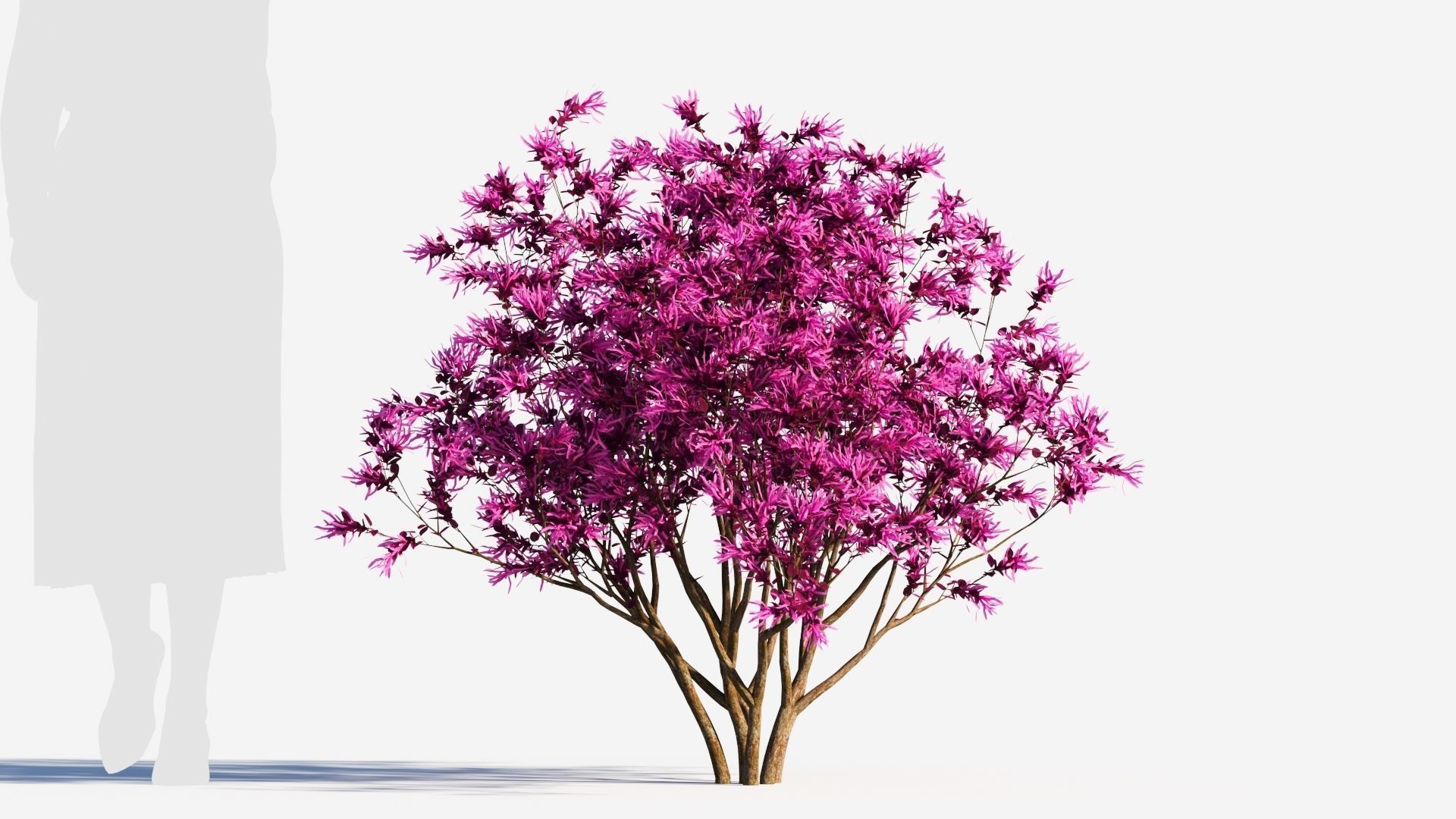 Loropetalum b 3D model_5