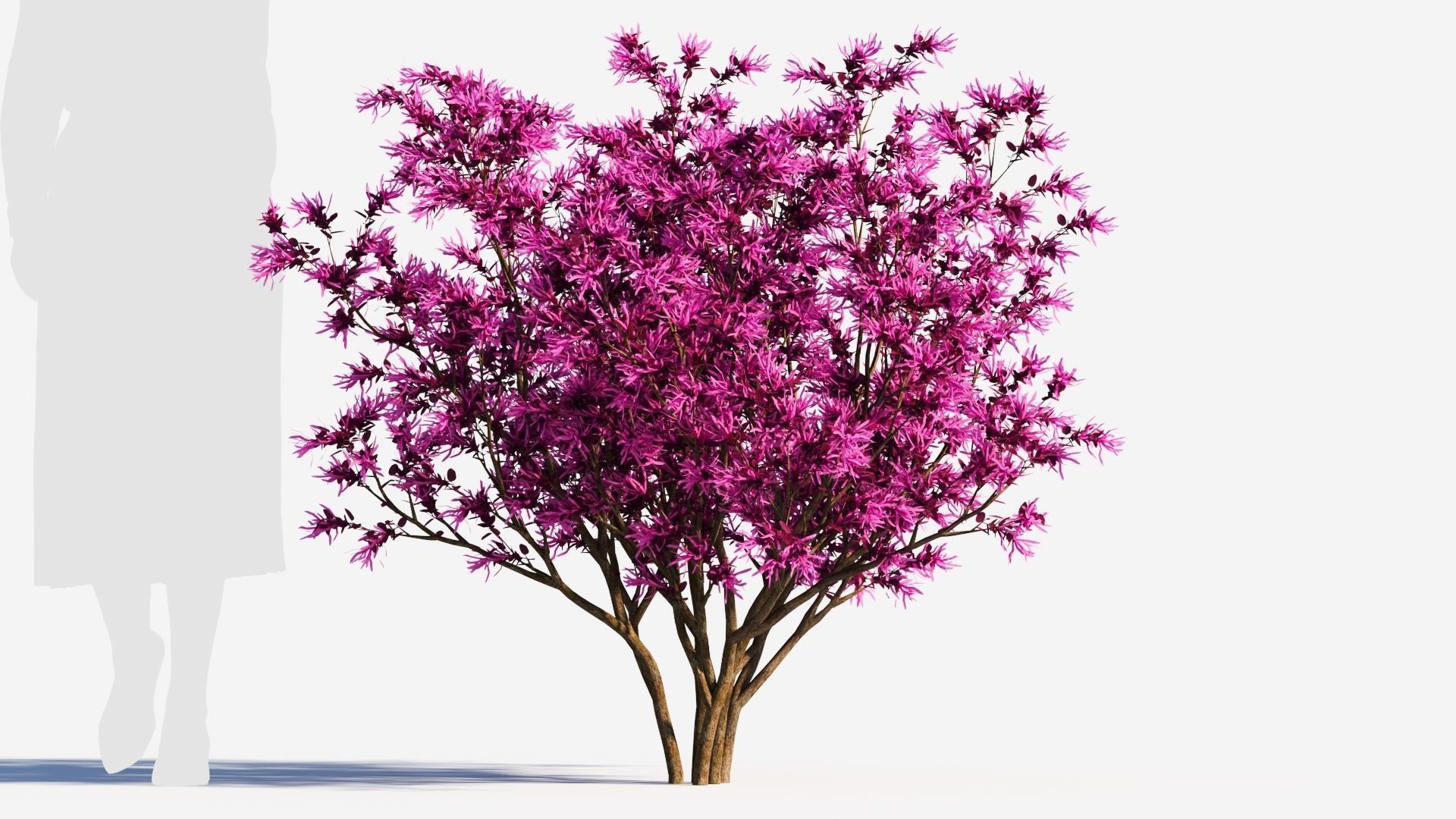 Loropetalum b 3D model_6