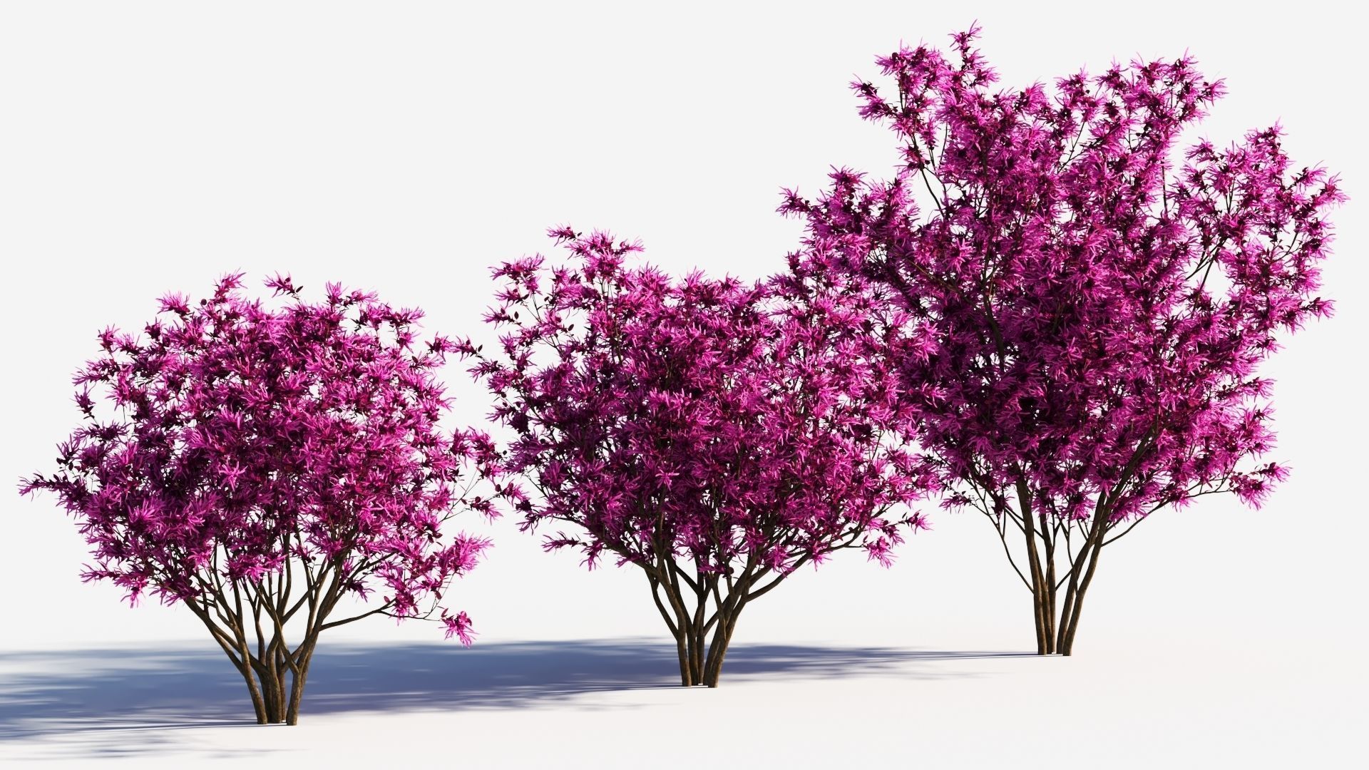 Loropetalum b 3D model_3
