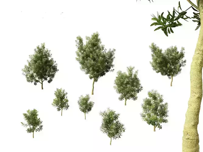 Darlingia Darlingiana - Silky Oak