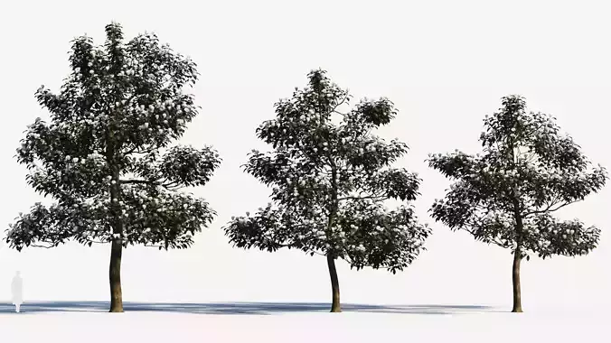 Magnolia grandiflora b