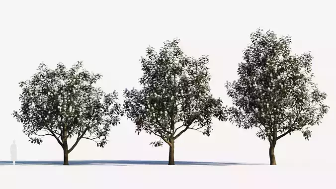 Magnolia grandiflora c