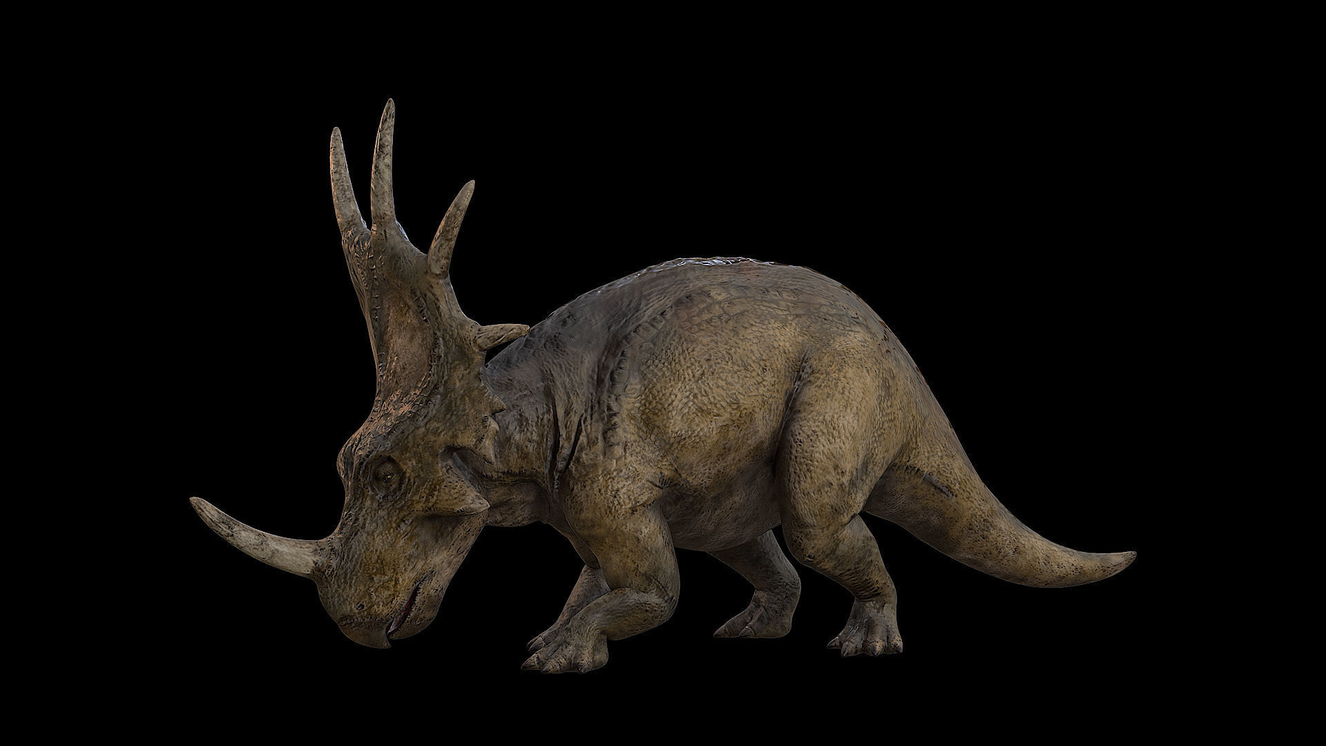 Styracosaurus - Styraco Dinosaur Low-poly 3D model_3
