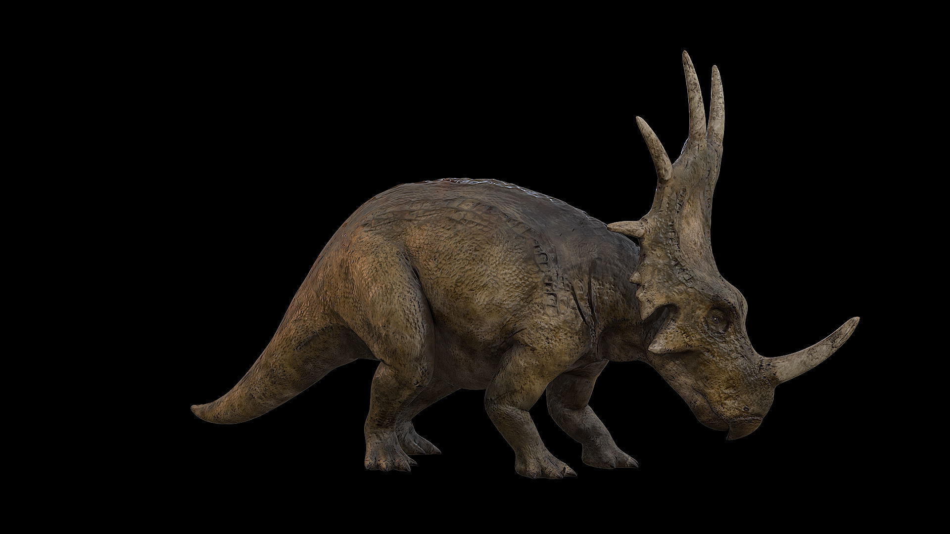 Styracosaurus - Styraco Dinosaur Low-poly 3D model_29