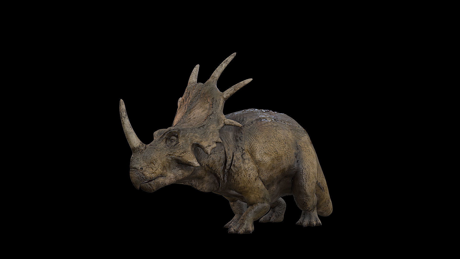 Styracosaurus - Styraco Dinosaur Low-poly 3D model_27