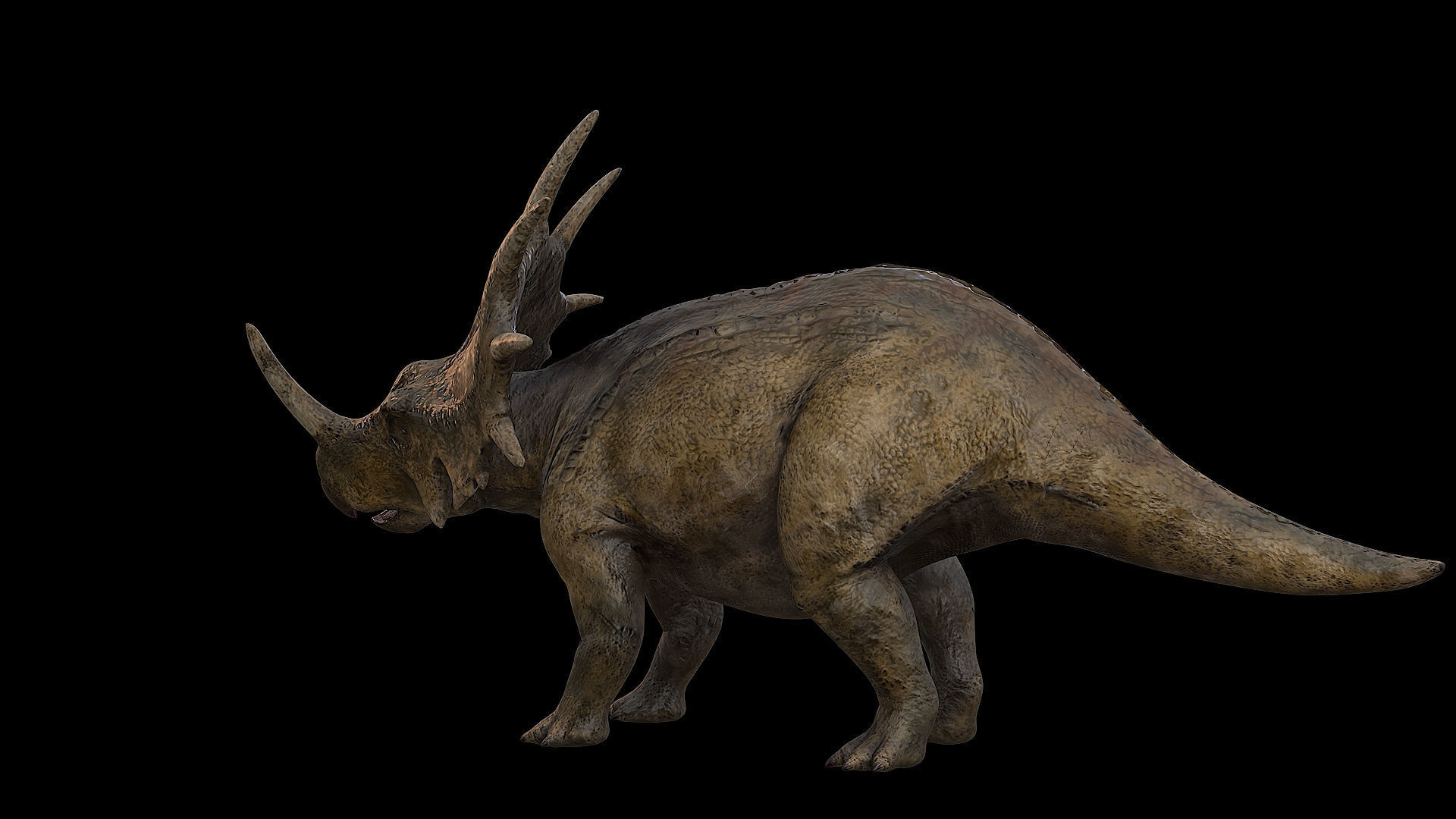 Styracosaurus - Styraco Dinosaur Low-poly 3D model_28