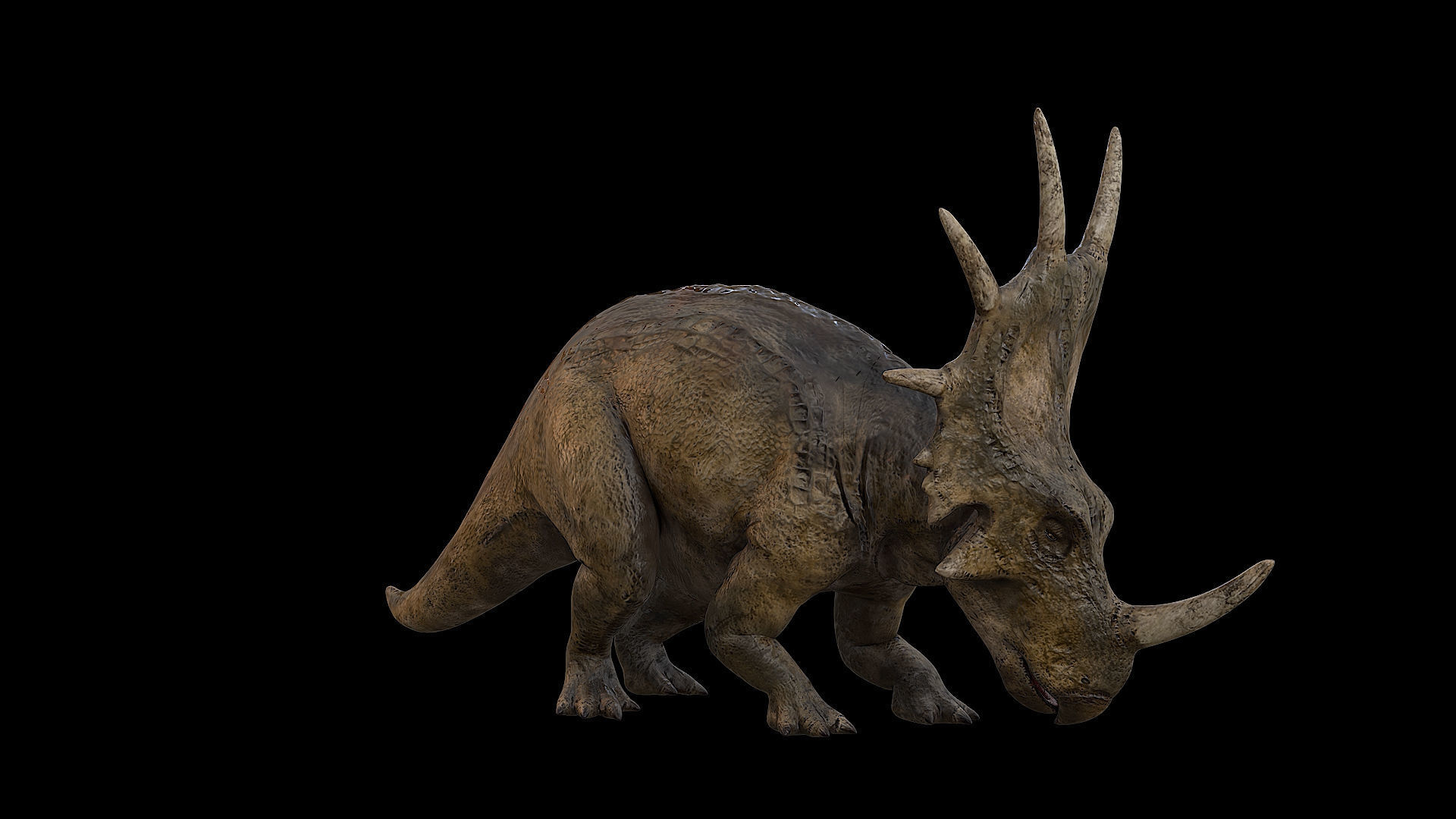 Styracosaurus - Styraco Dinosaur Low-poly 3D model_4