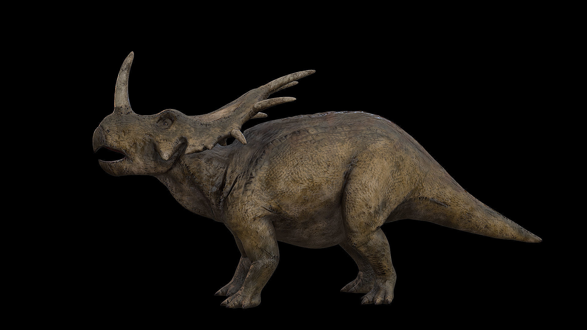 Styracosaurus - Styraco Dinosaur Low-poly 3D model_30