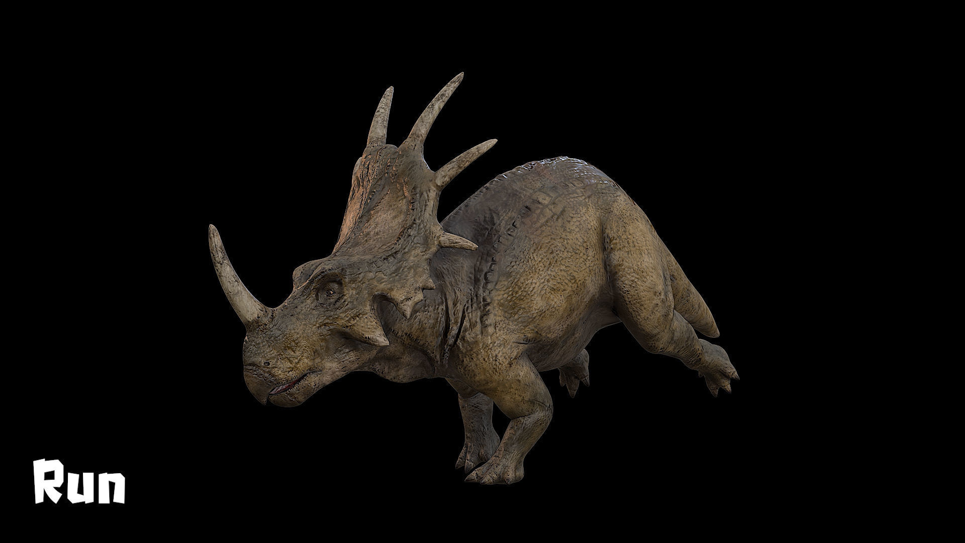 Styracosaurus - Styraco Dinosaur Low-poly 3D model_12