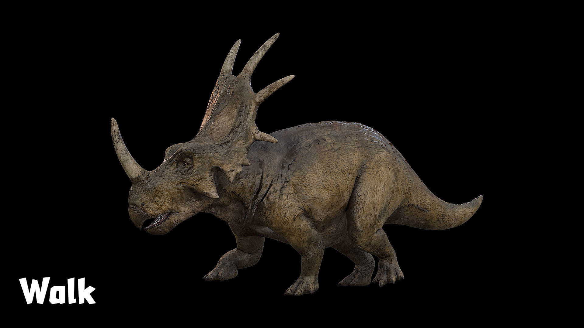 Styracosaurus - Styraco Dinosaur Low-poly 3D model_11
