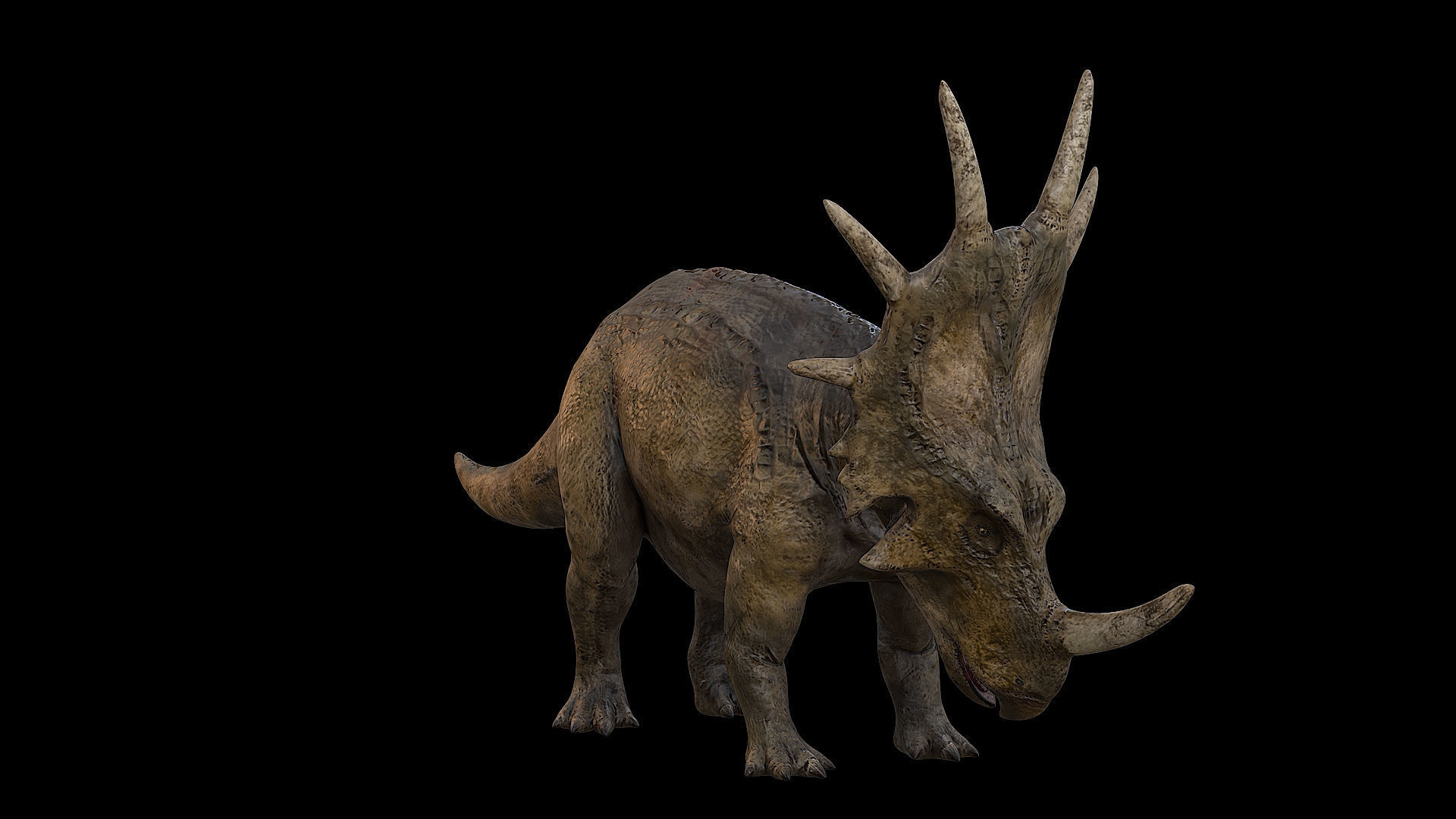 Styracosaurus - Styraco Dinosaur Low-poly 3D model_31