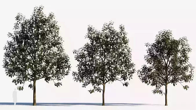 Magnolia grandiflora d