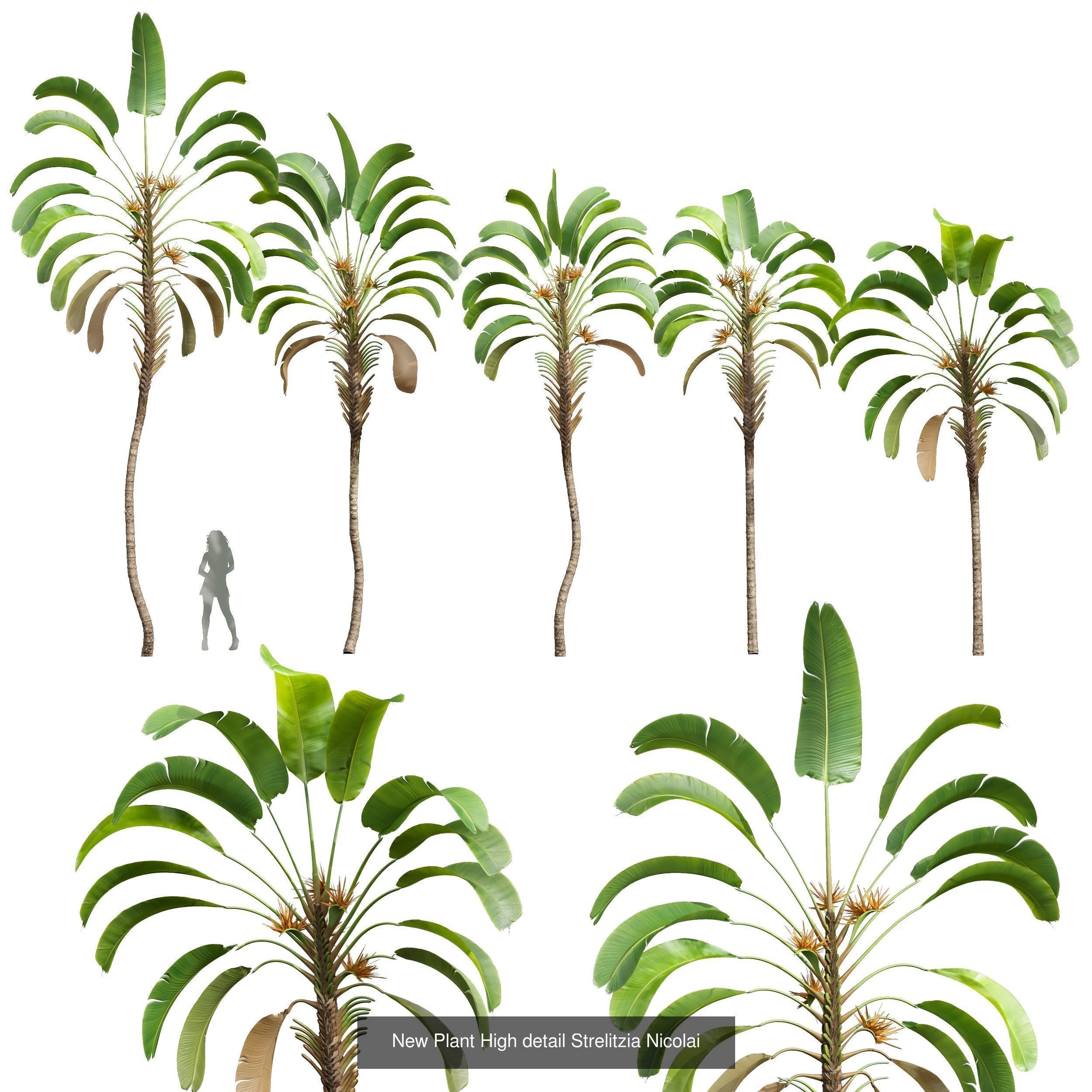  6 Different SETS of Tree SET VOL50 3D Model Collection_4