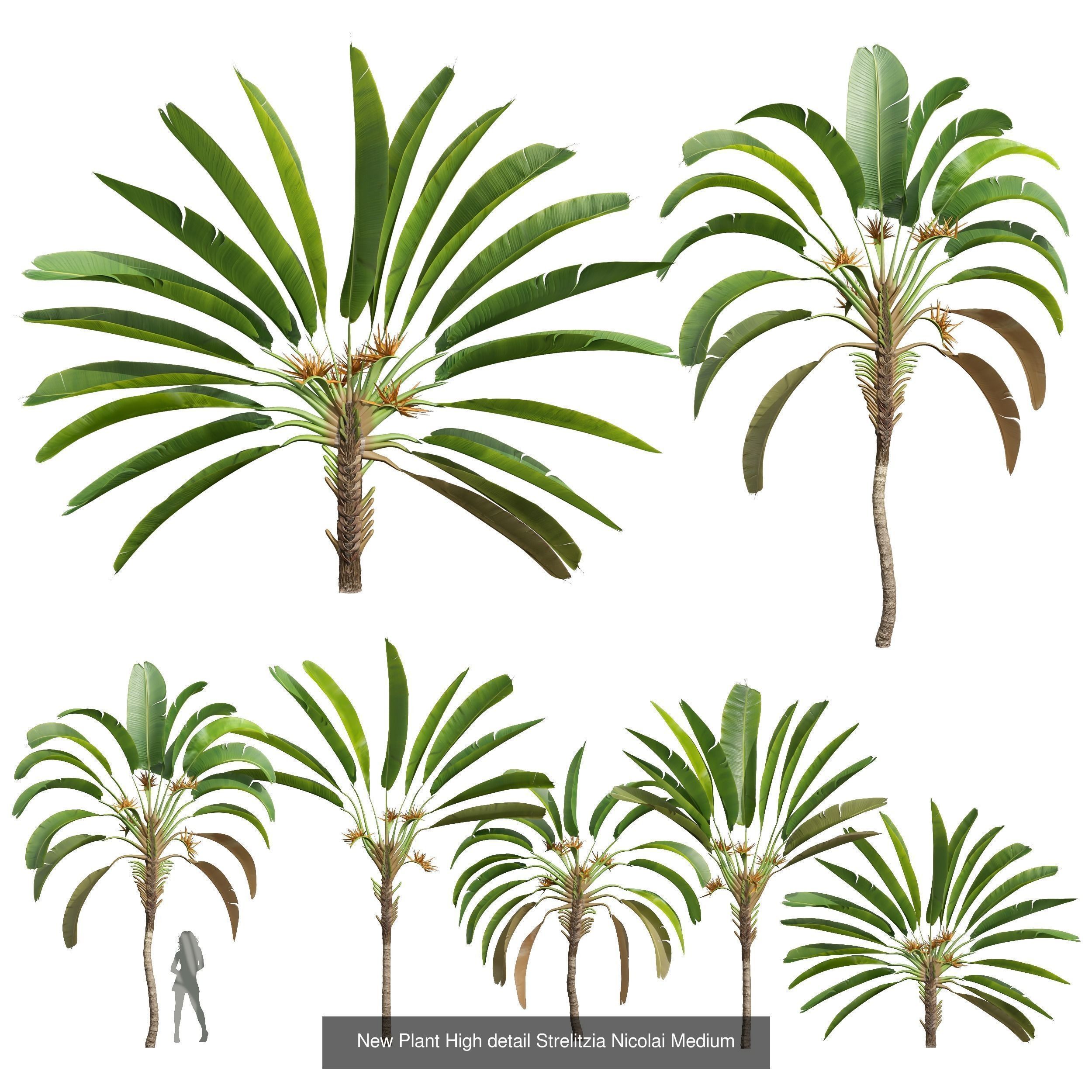  6 Different SETS of Tree SET VOL50 3D Model Collection_6