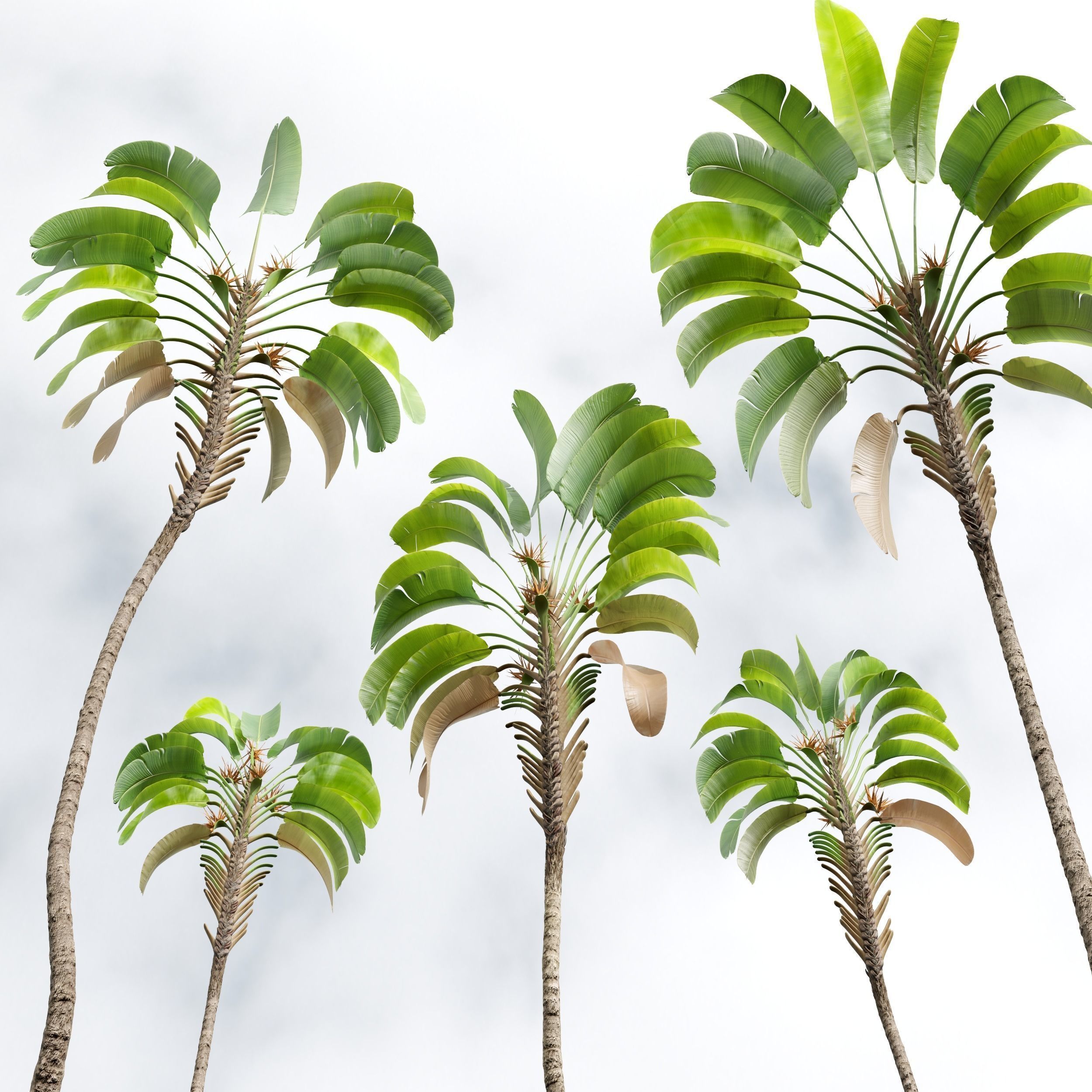  6 Different SETS of Tree SET VOL50 3D Model Collection_12