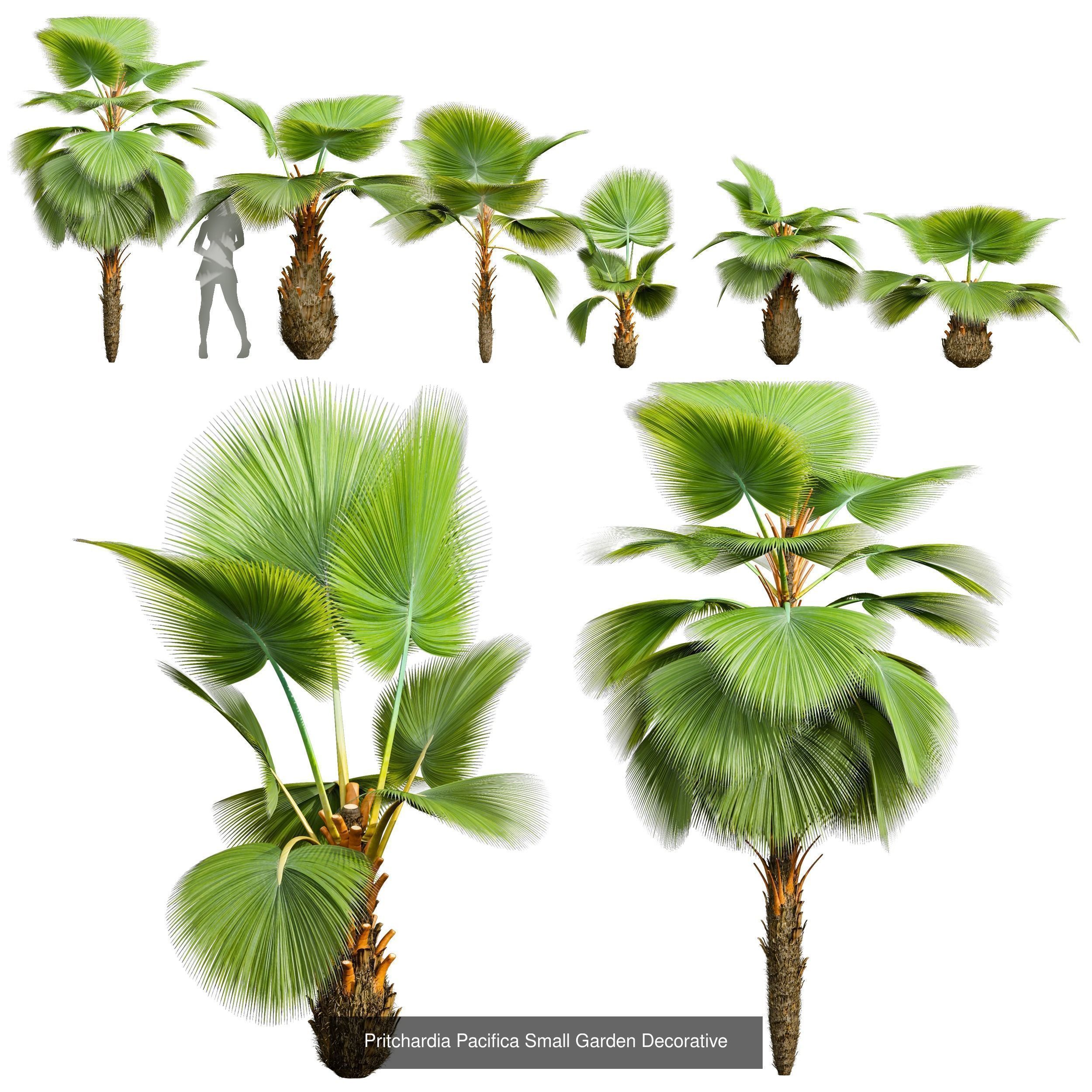  6 Different SETS of Tree SET VOL50 3D Model Collection_3