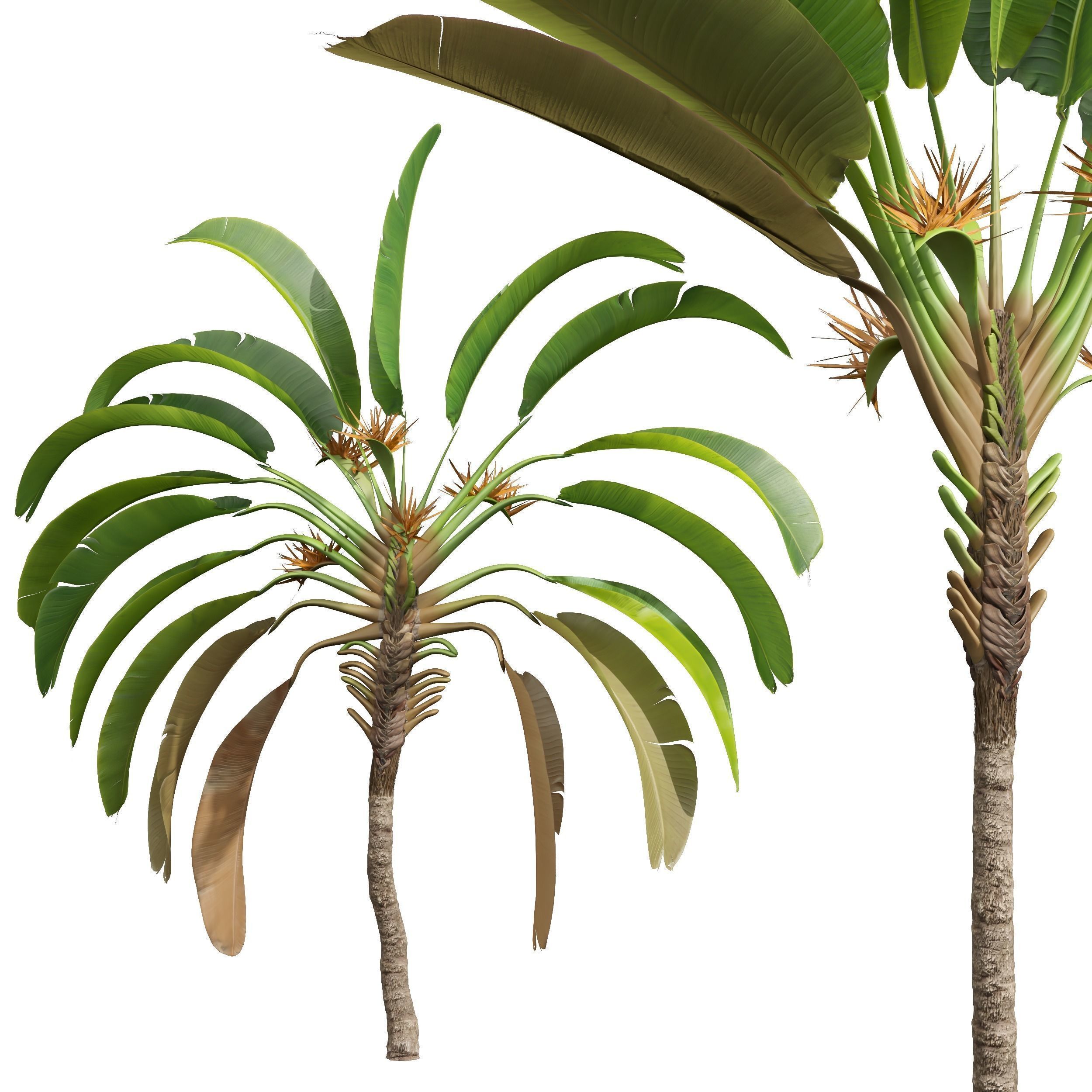  6 Different SETS of Tree SET VOL50 3D Model Collection_11