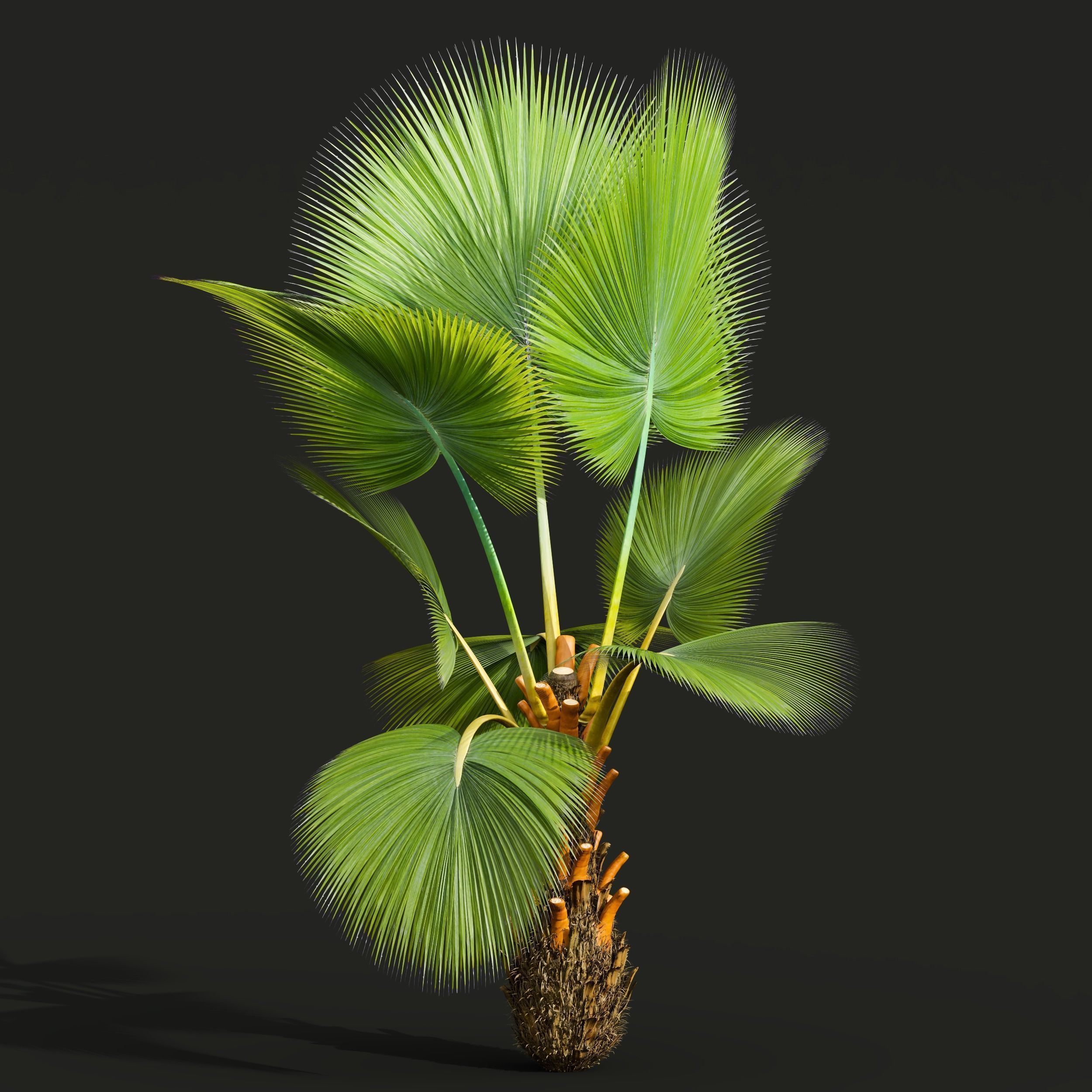  6 Different SETS of Tree SET VOL50 3D Model Collection_21