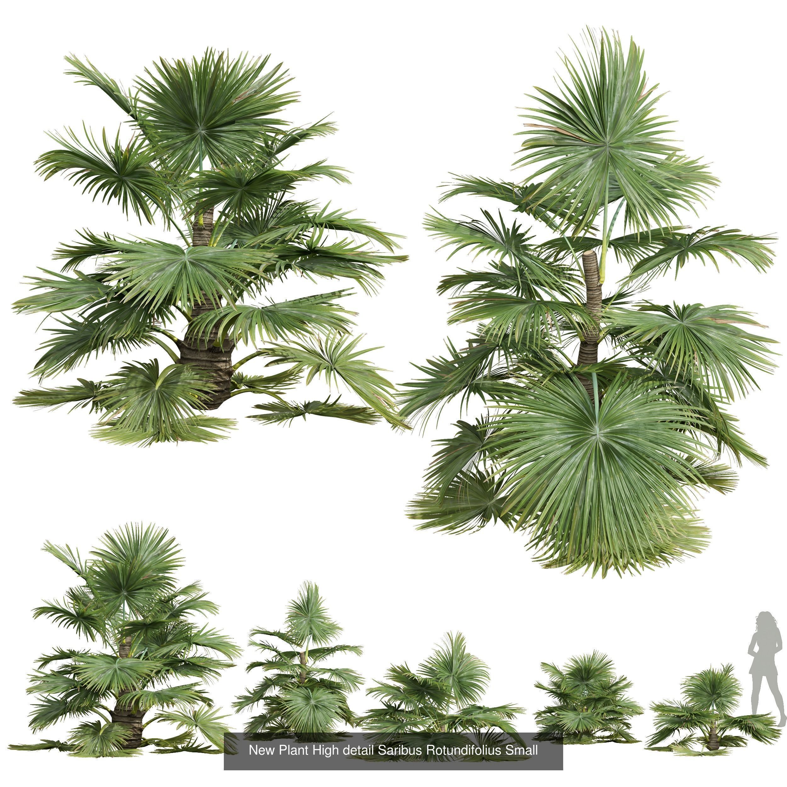  6 Different SETS of Tree SET VOL50 3D Model Collection_5
