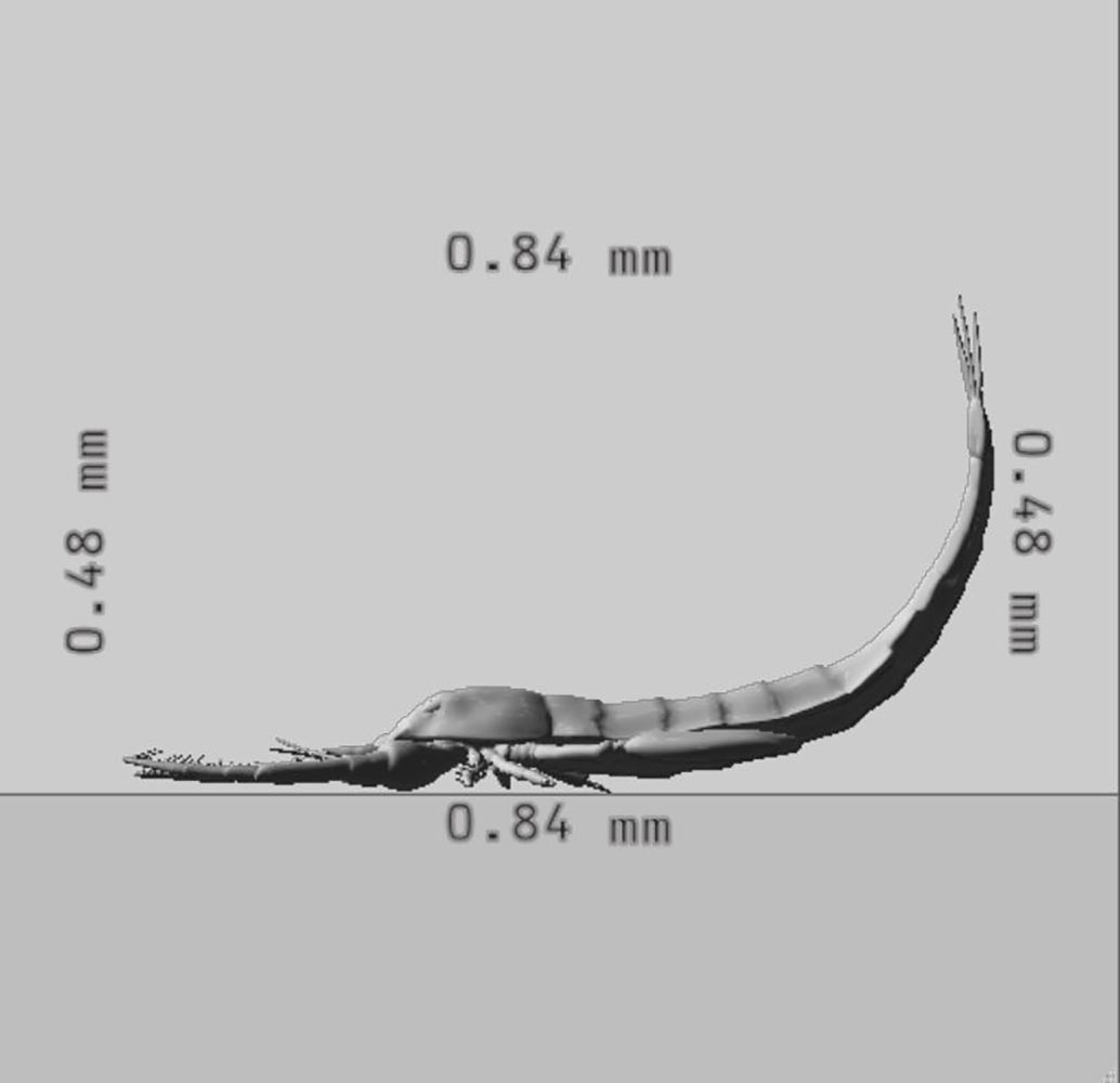 Scorpion 3D Model Ready to Print 3D print model_8