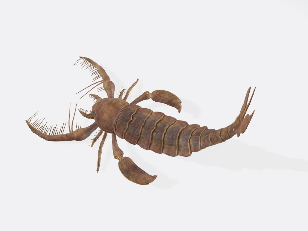 Scorpion 3D Model Ready to Print 3D print model_3