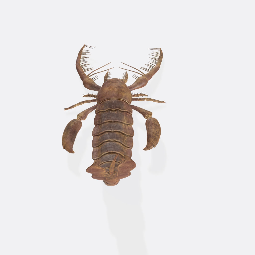 Scorpion 3D Model Ready to Print 3D print model_4