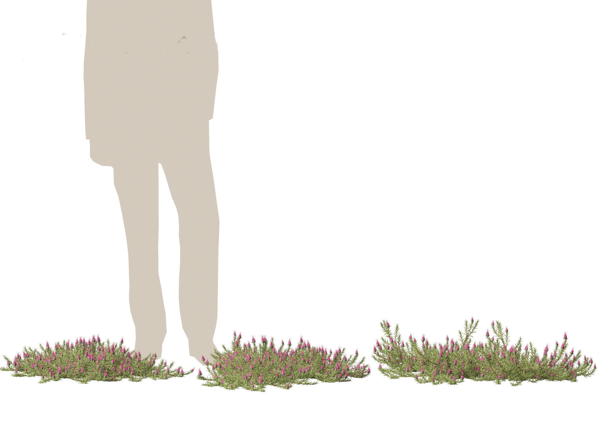 Darwinia taxifolia - Myrtaceae 3D model_4