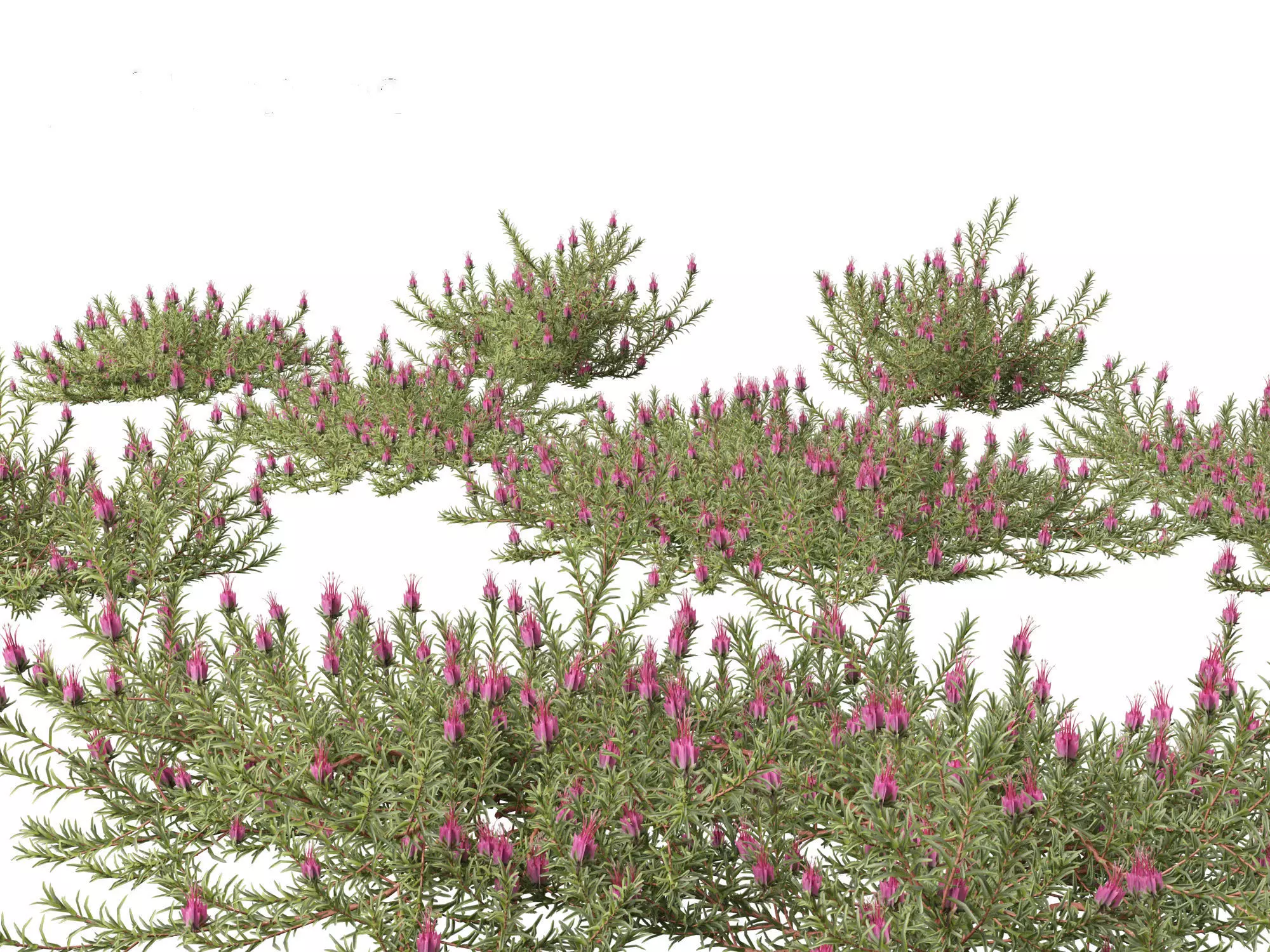 Darwinia taxifolia - Myrtaceae 3D model_0
