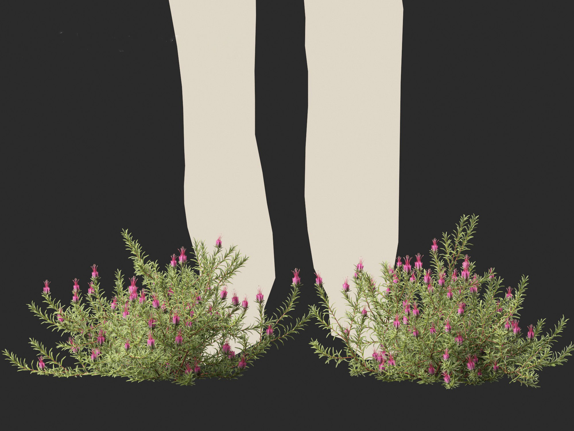 Darwinia taxifolia - Myrtaceae 3D model_7