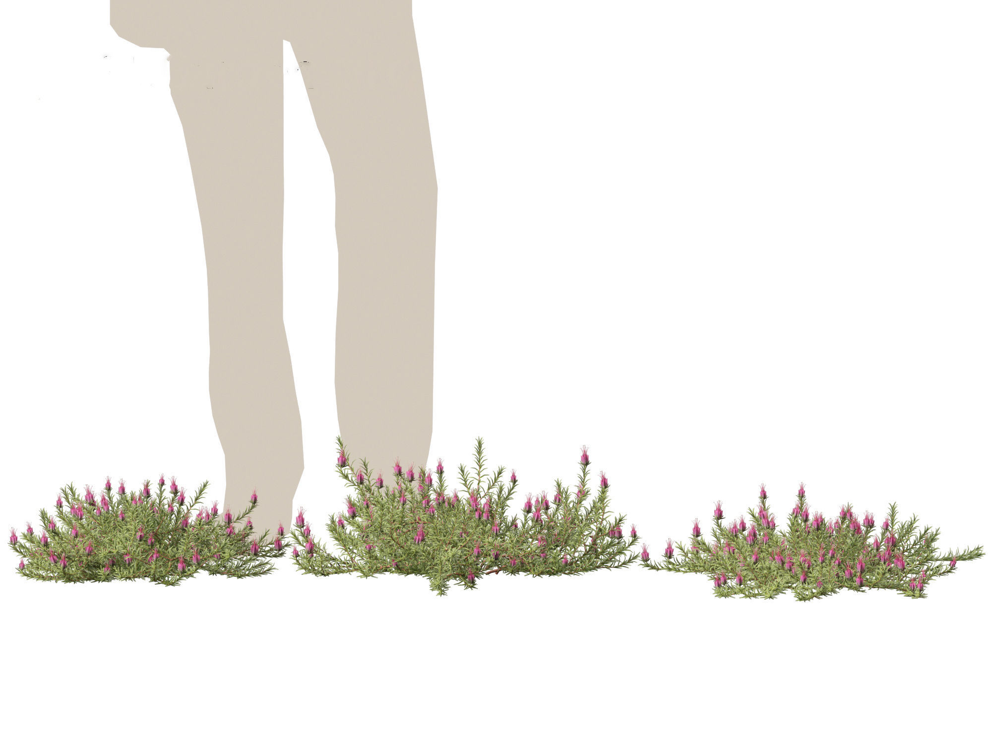 Darwinia taxifolia - Myrtaceae 3D model_2