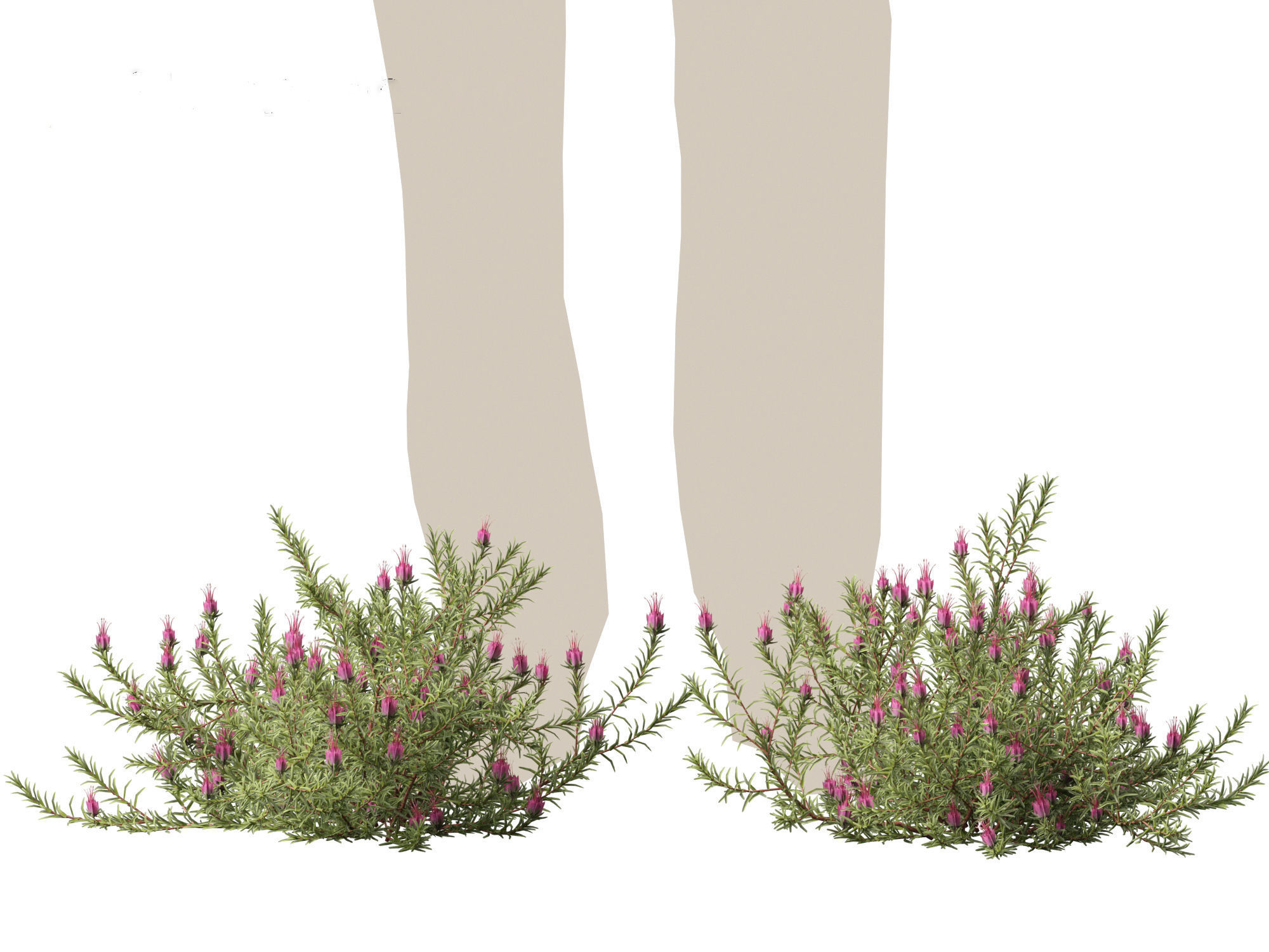 Darwinia taxifolia - Myrtaceae 3D model_6