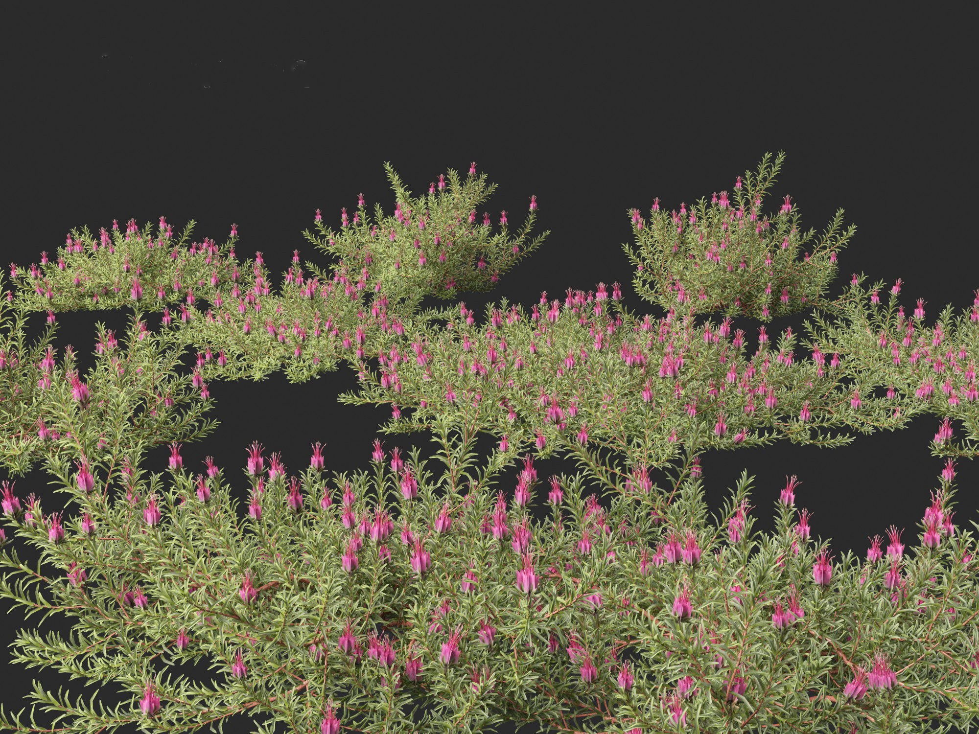 Darwinia taxifolia - Myrtaceae 3D model_1