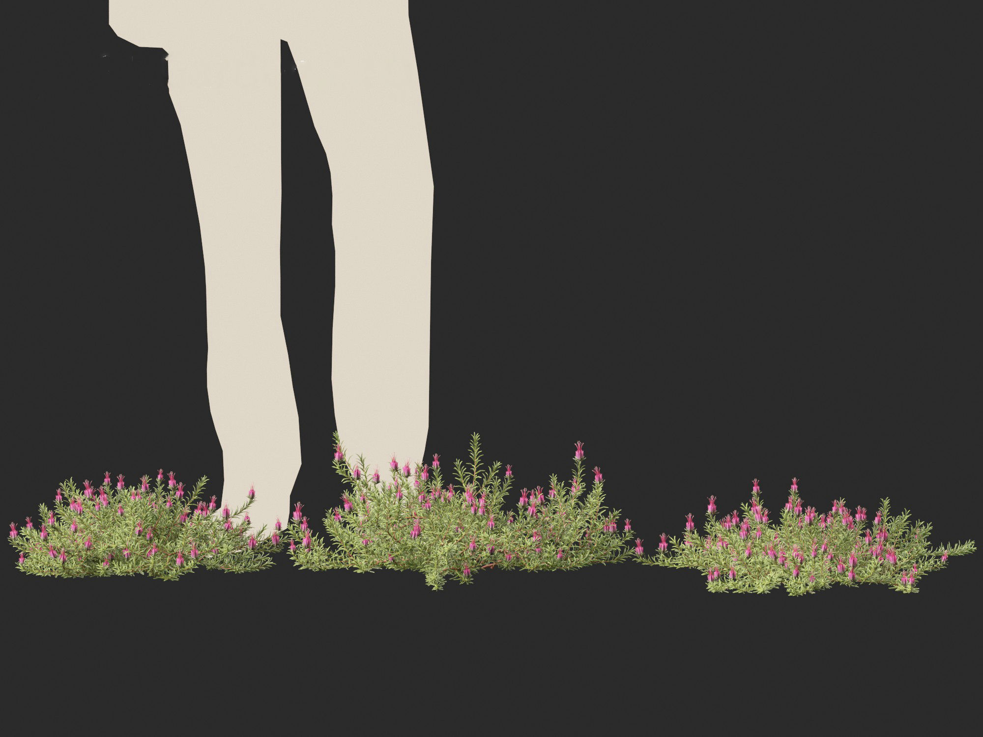 Darwinia taxifolia - Myrtaceae 3D model_3