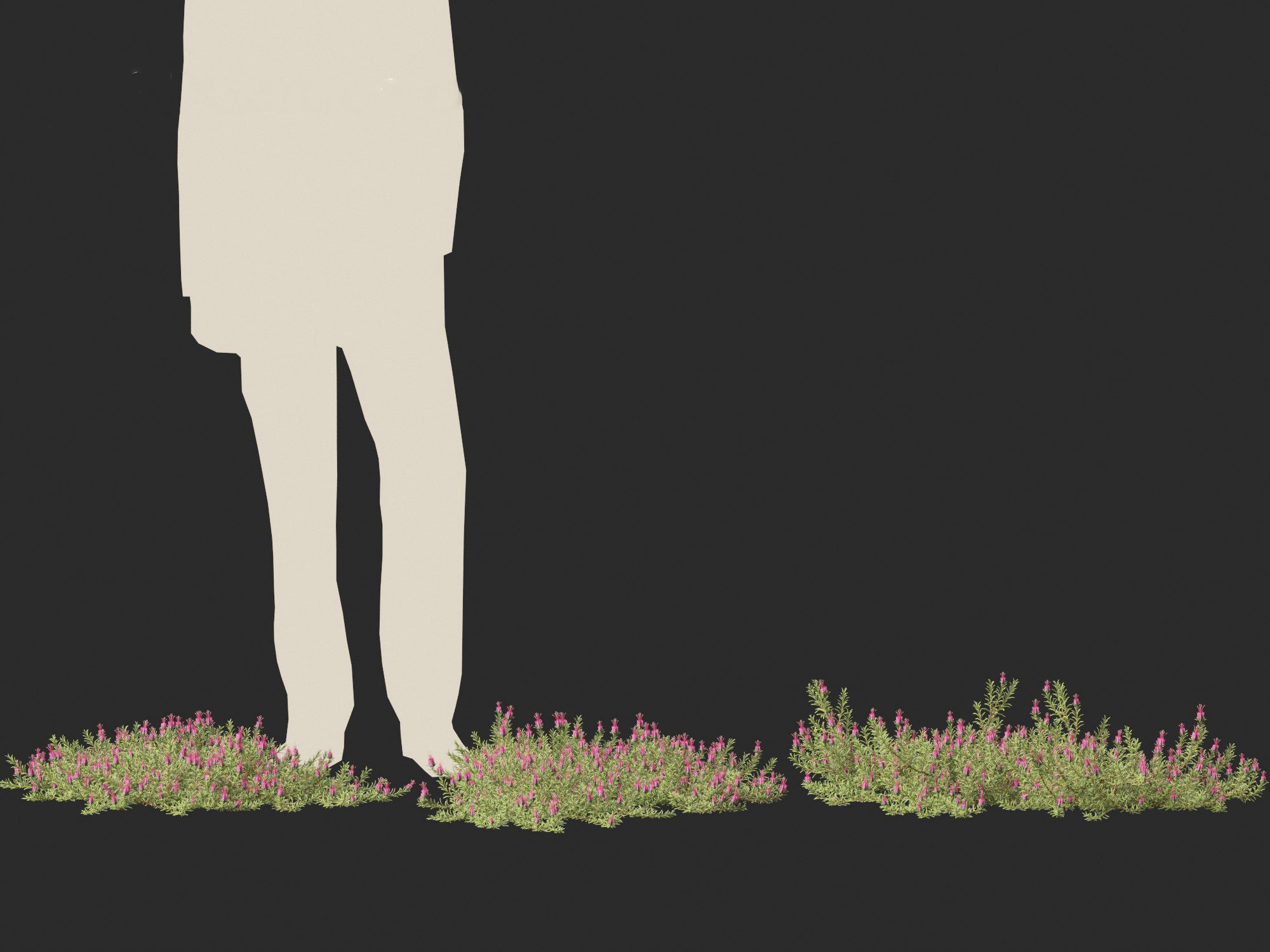 Darwinia taxifolia - Myrtaceae 3D model_5